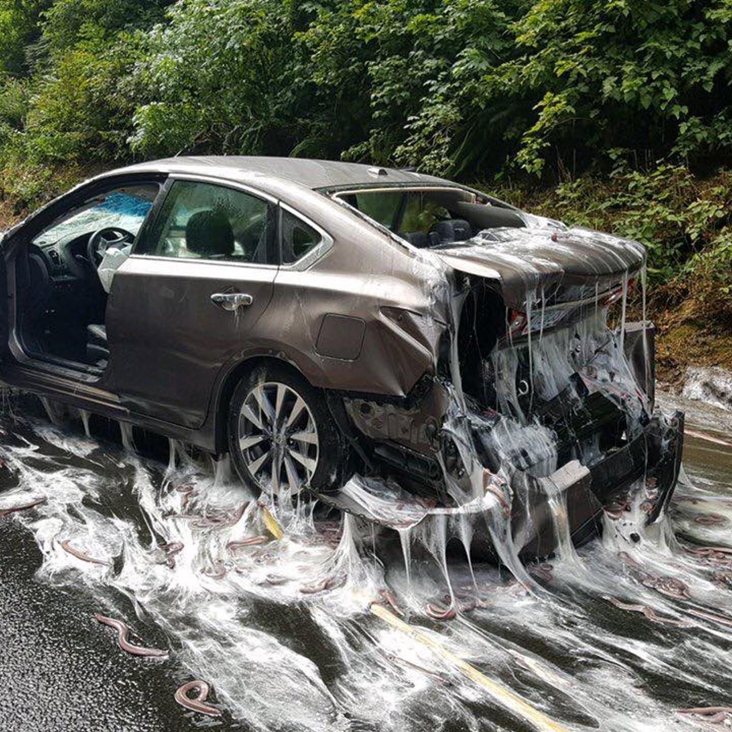 Eel truck overturns on Highway 101 in Oregon