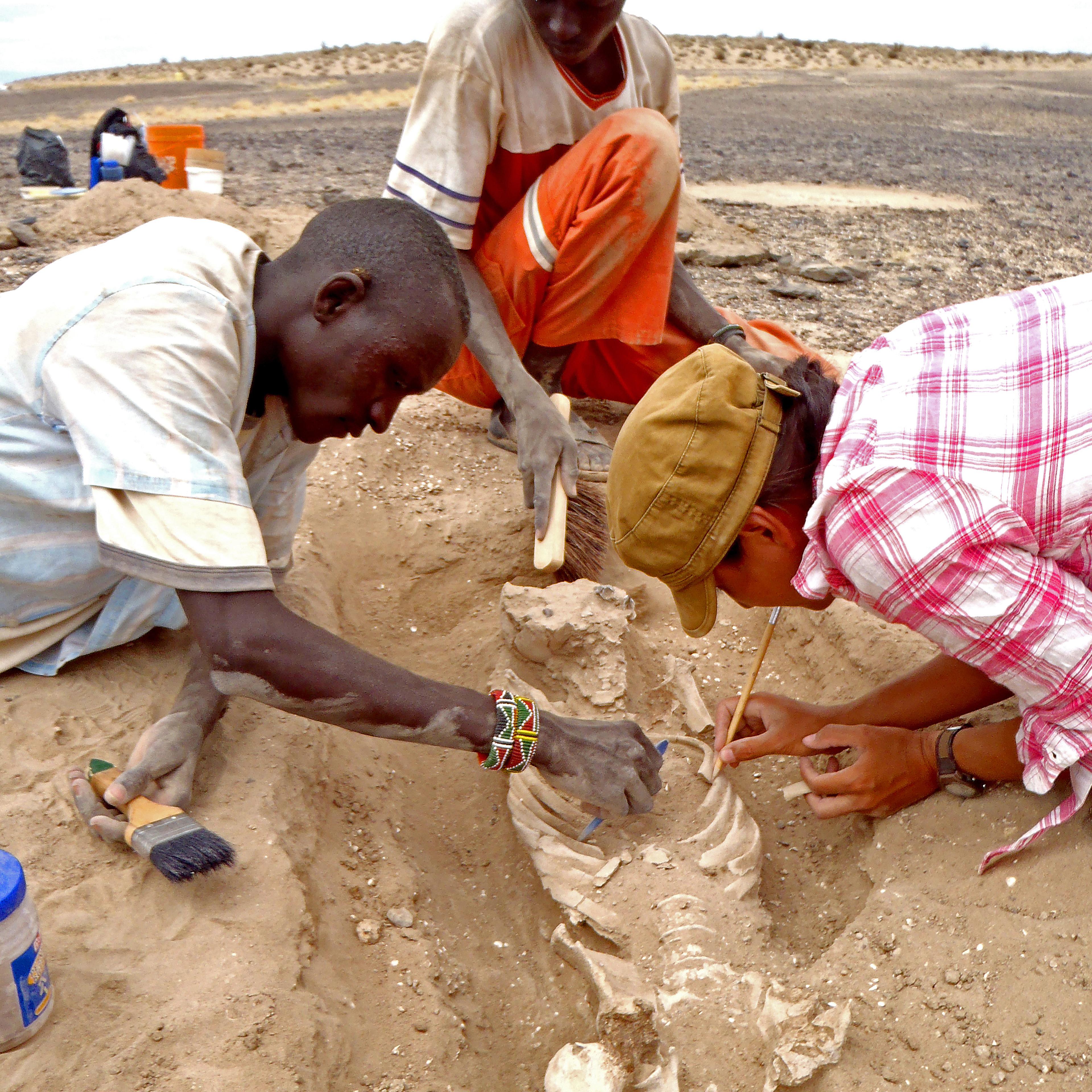 In this August 2012 photo provided by Marta Mirazon Lahr, researcher Frances Rivera, right, Michael Emsugut, left, and Tot Ekulukum excavate a human skeleton at the site of Nataruk, West Turkana, Kenya. This skeleton was that of a woman, found lying on h