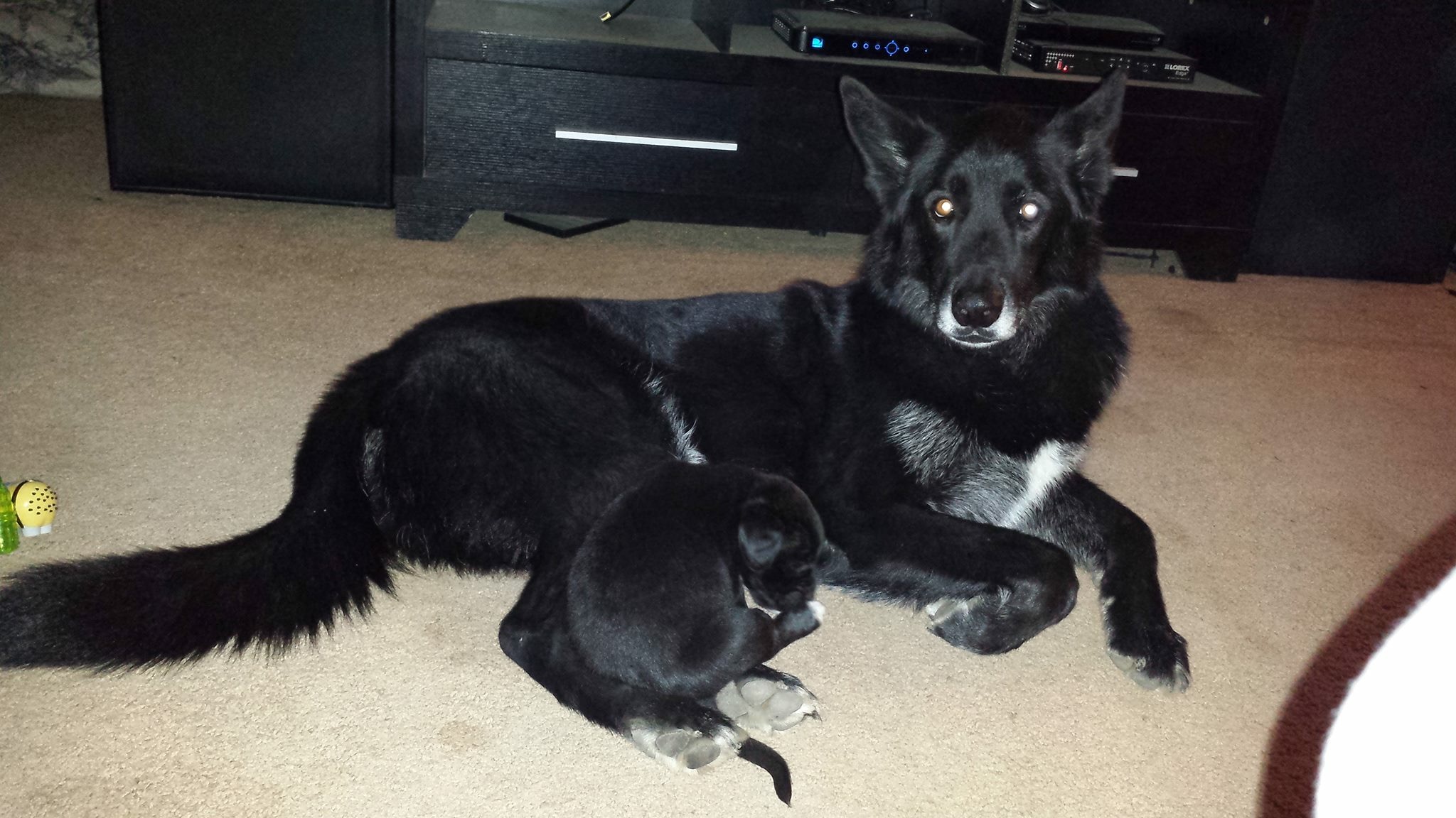 Capone, an 11-year-old dog, faces euthanasia if DNA test results show he is a wolf-hybrid.