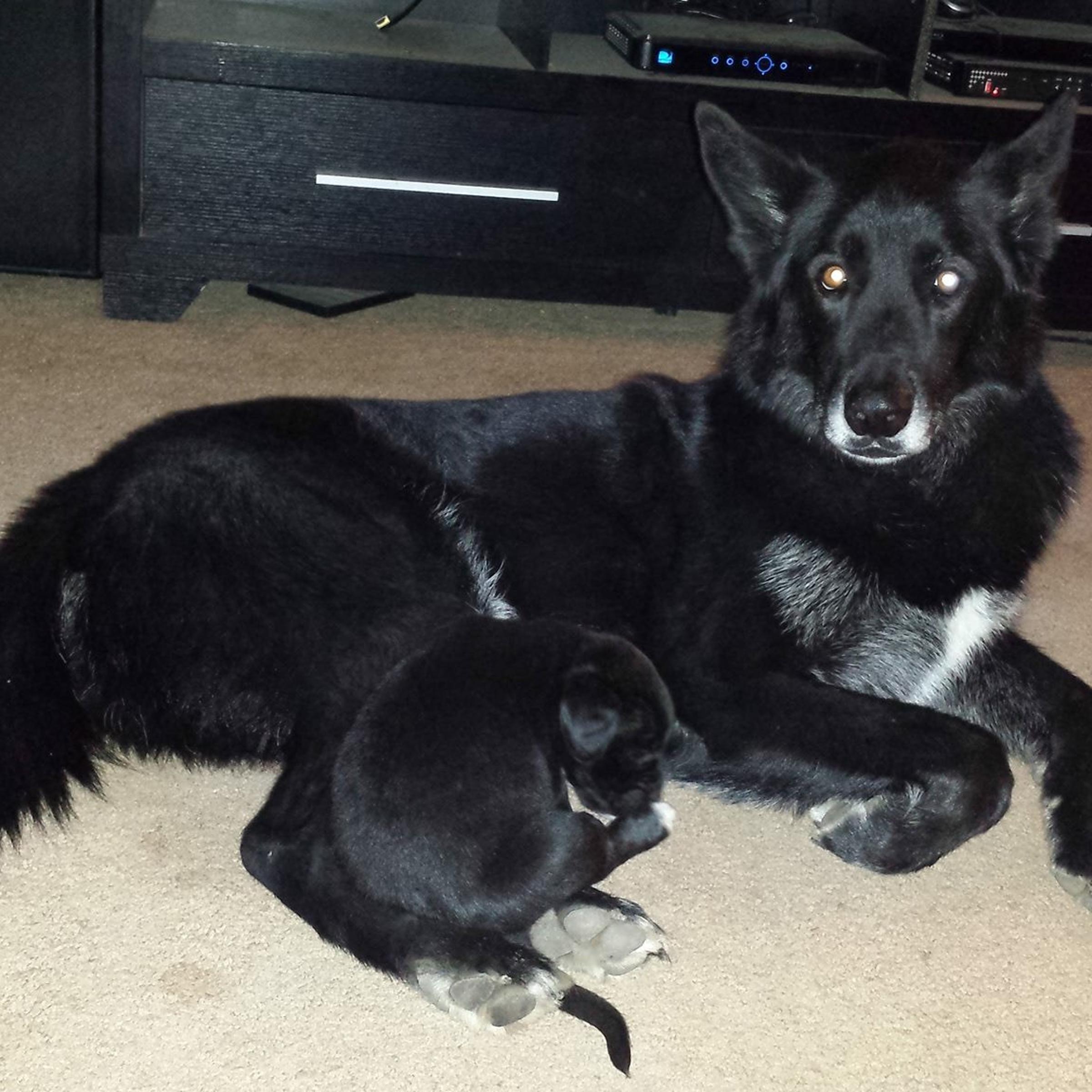Capone, an 11-year-old dog, faces euthanasia if DNA test results show he is a wolf-hybrid.
