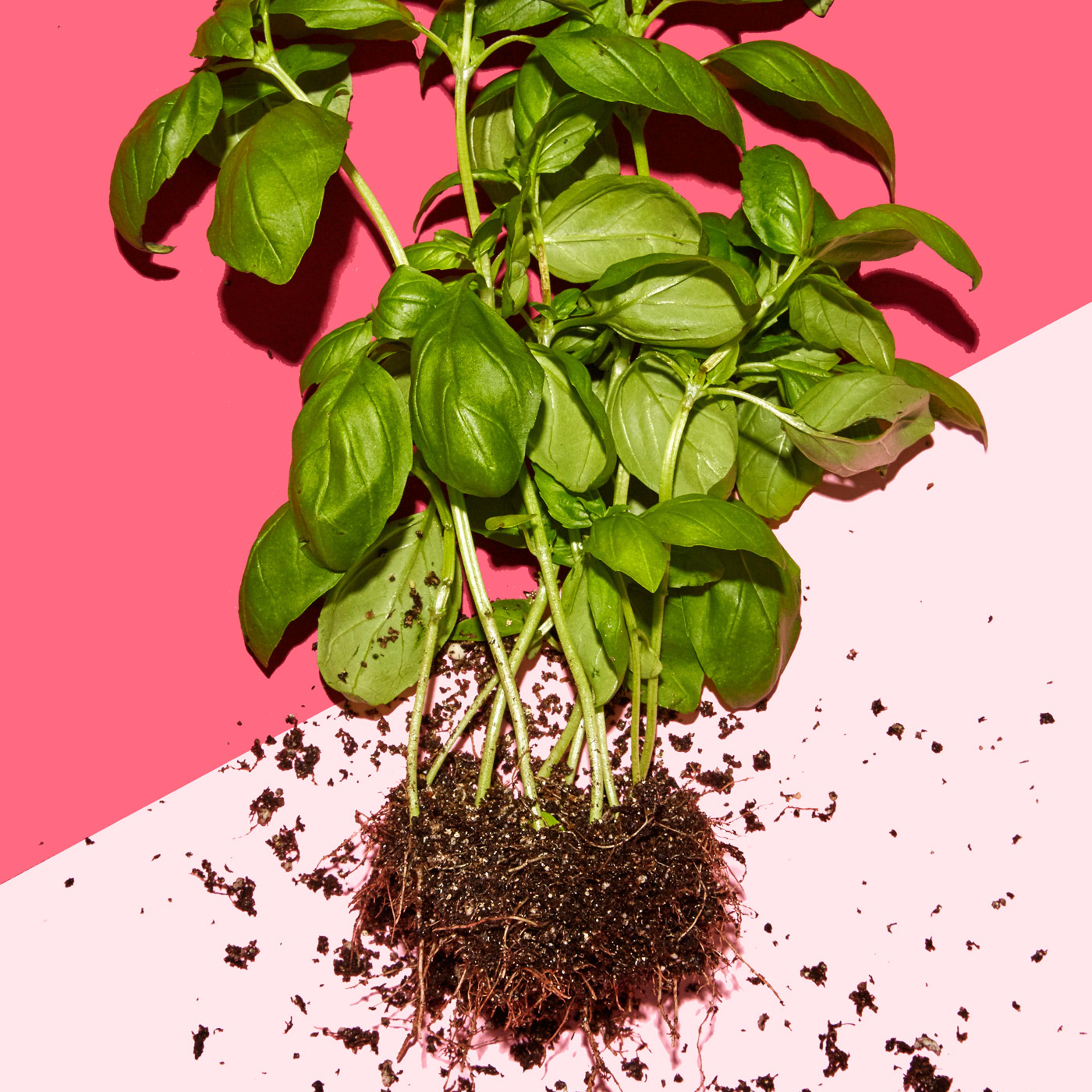 healthiest foods, health food, diet, nutrition, time.com stock, basil, herb