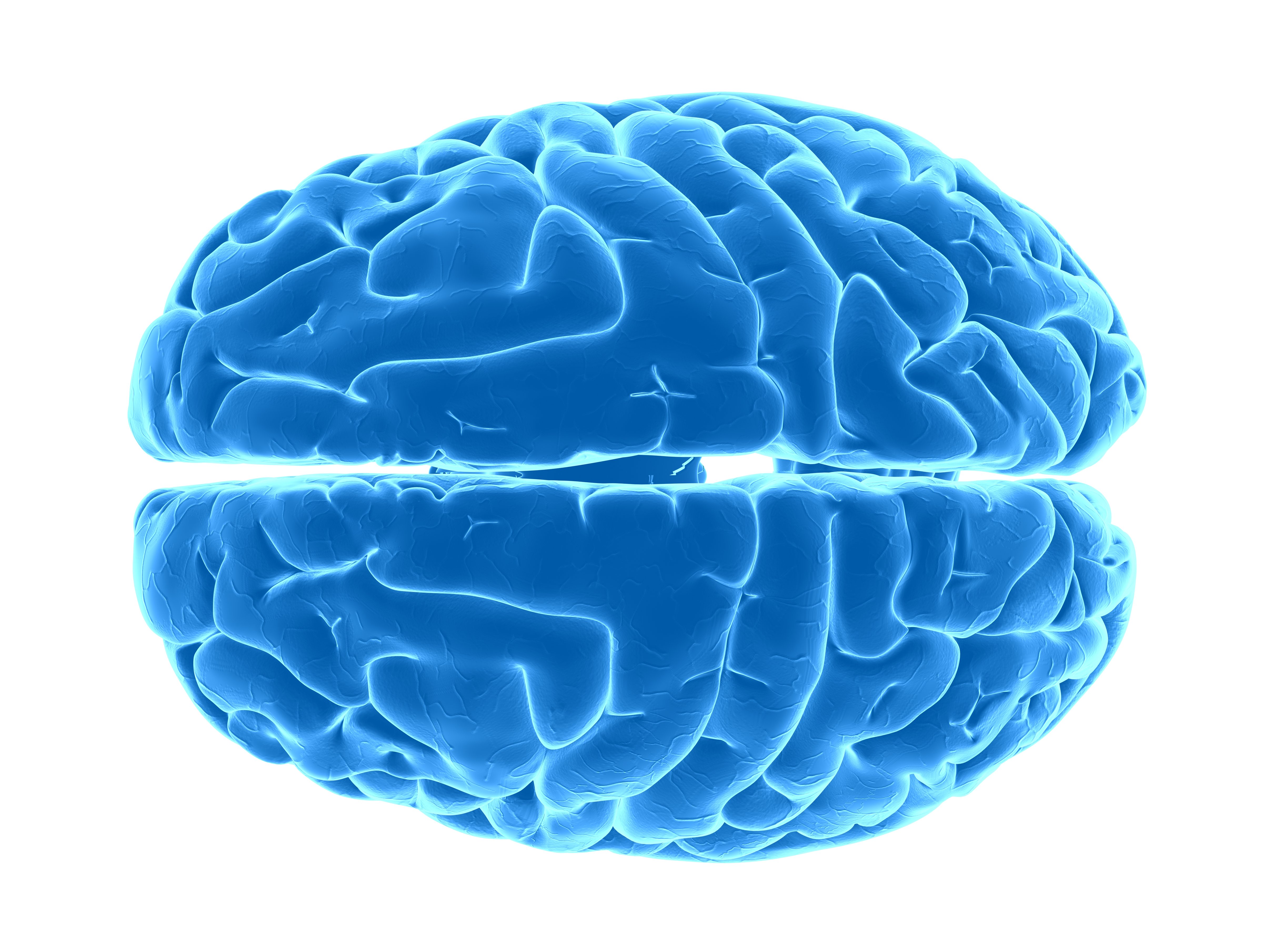 Human brain, artwork
