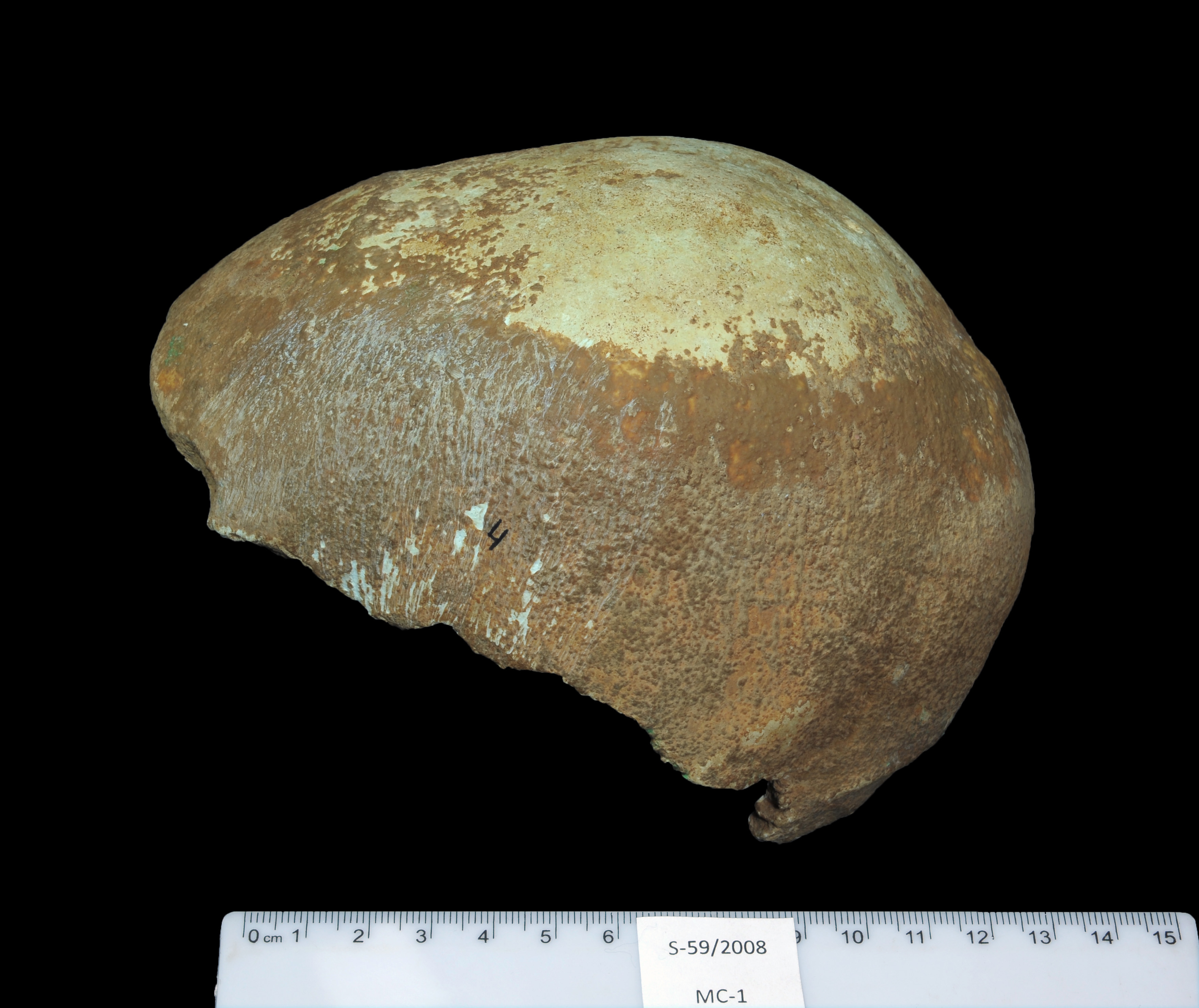 Ancient Skull