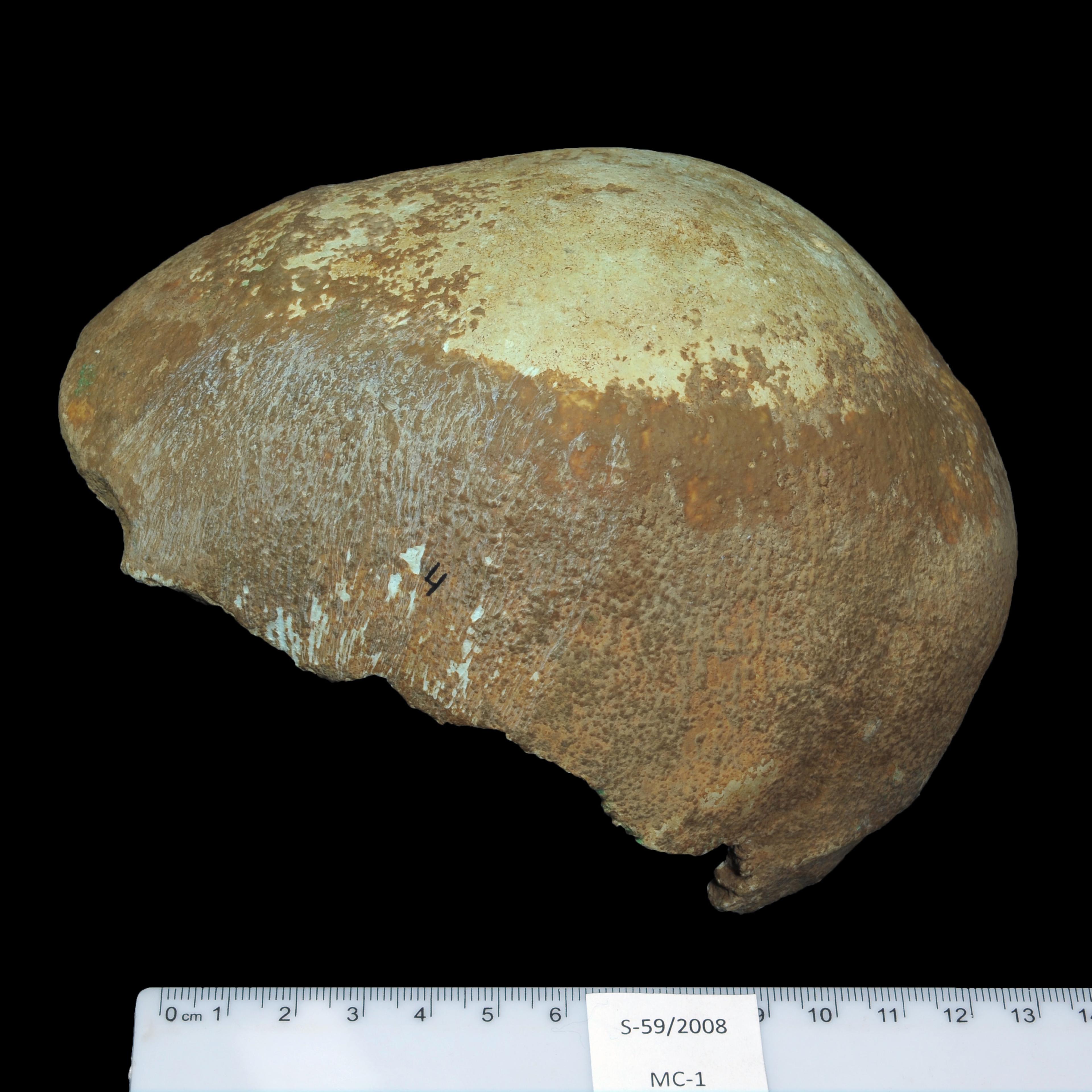 Ancient Skull