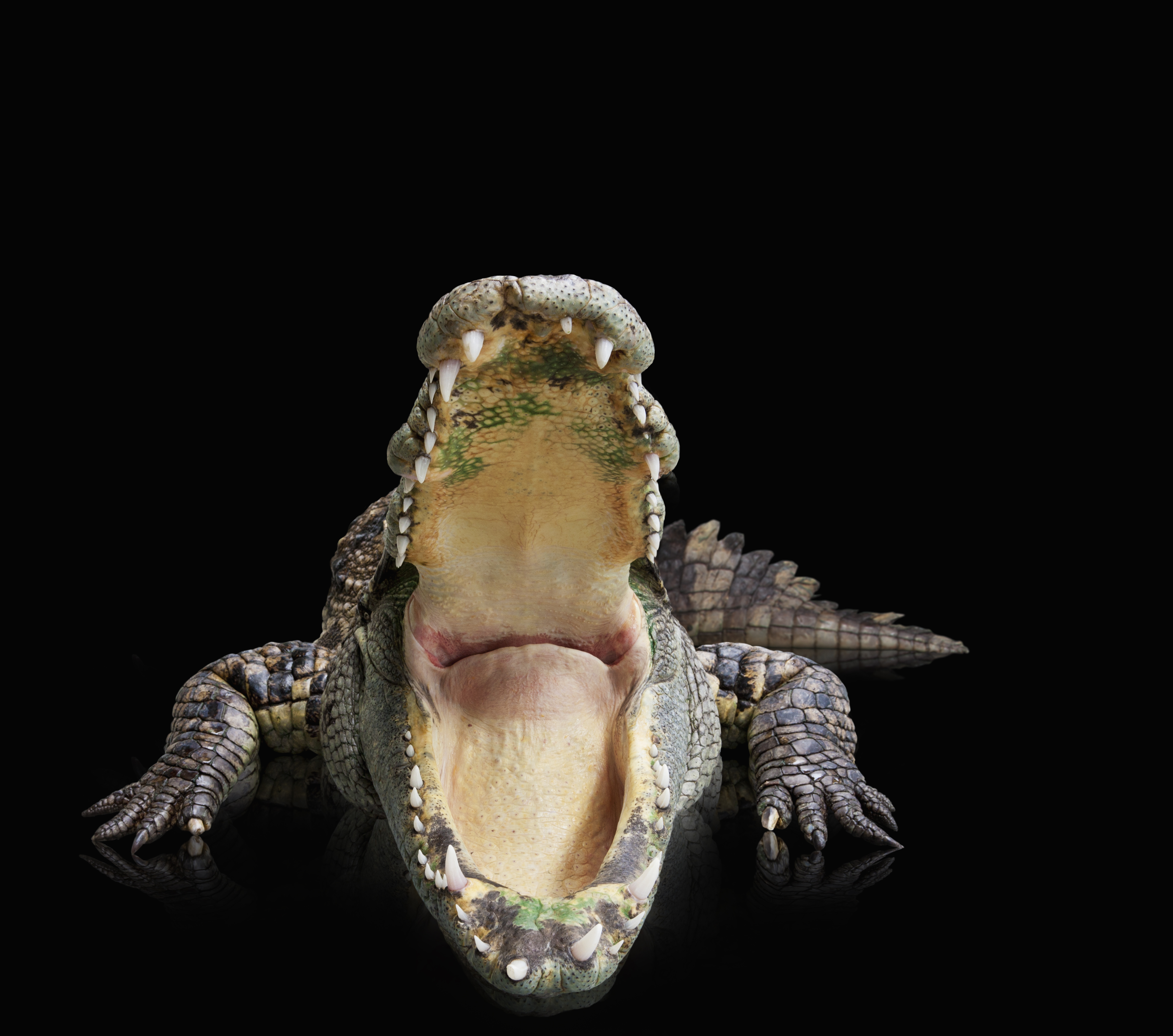Crocodile With A Wide Open Mouth