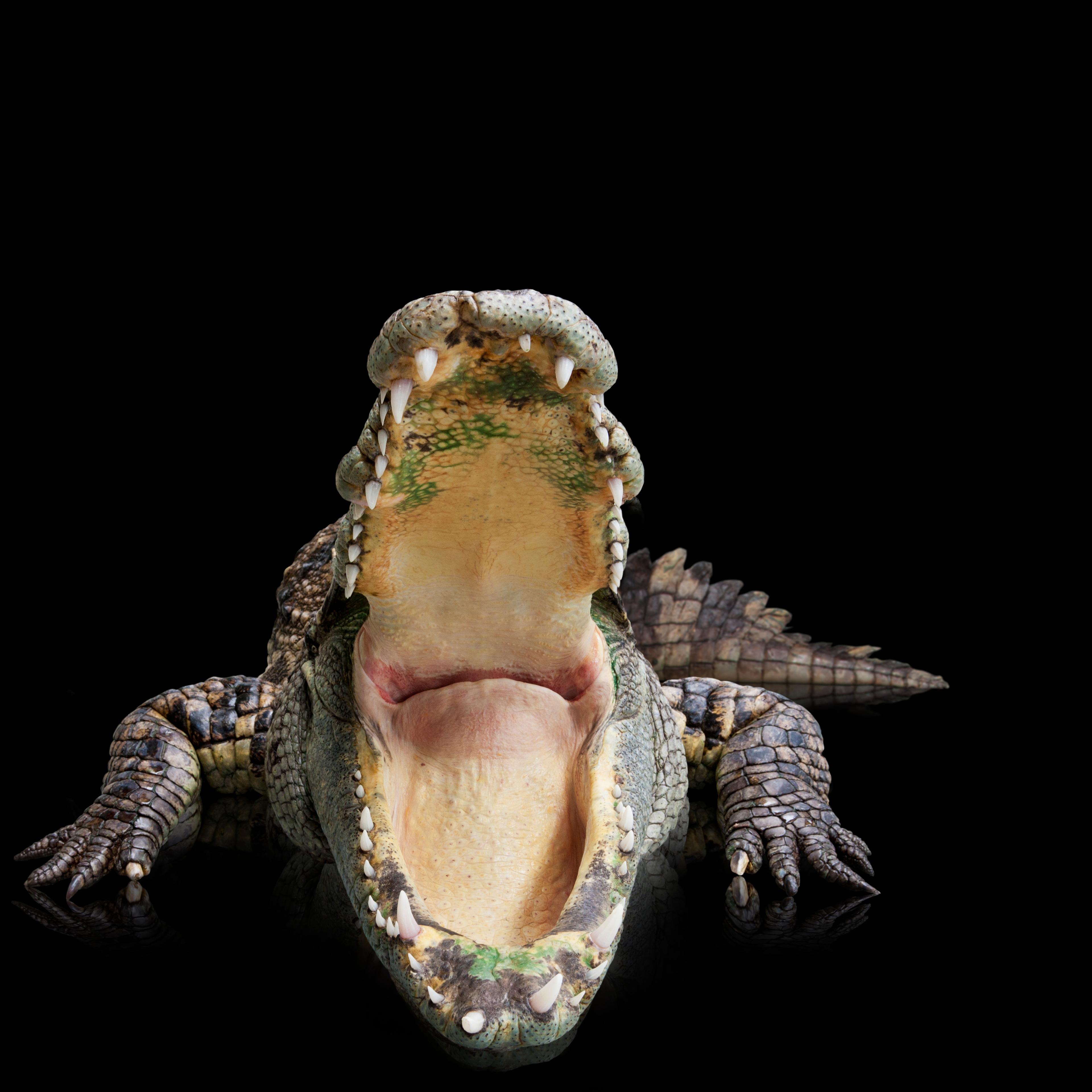 Crocodile With A Wide Open Mouth