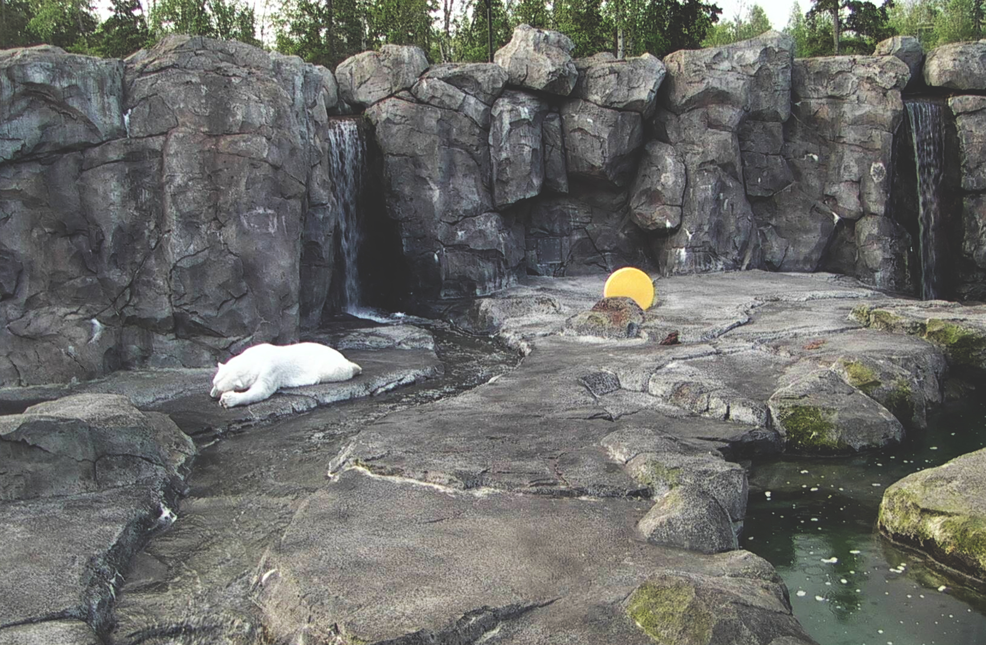 Spying on Animals: Moments from Zoo Surveillance Feeds