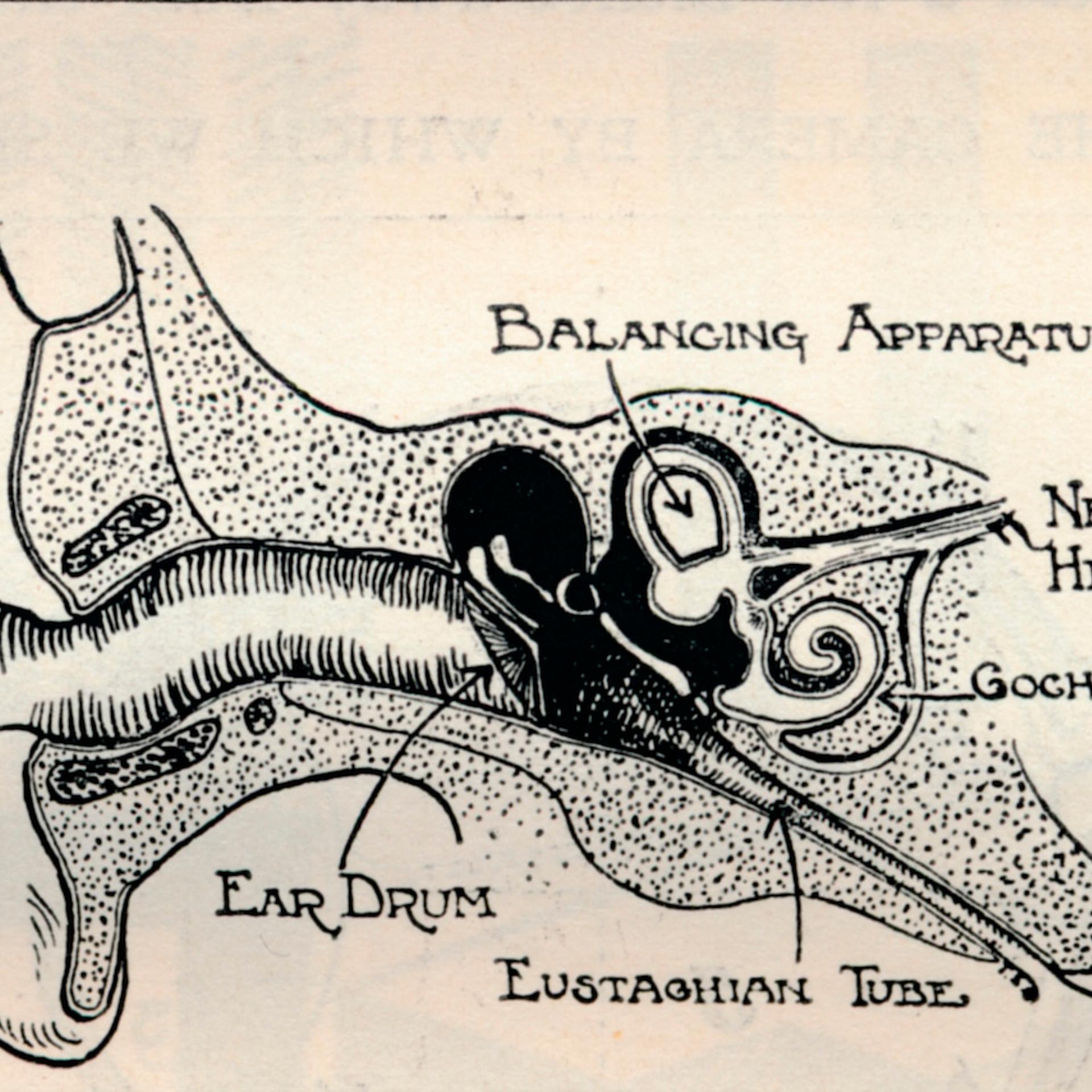 'Delicate Mechanism of the Ear', c1934. Artist: Unknown.