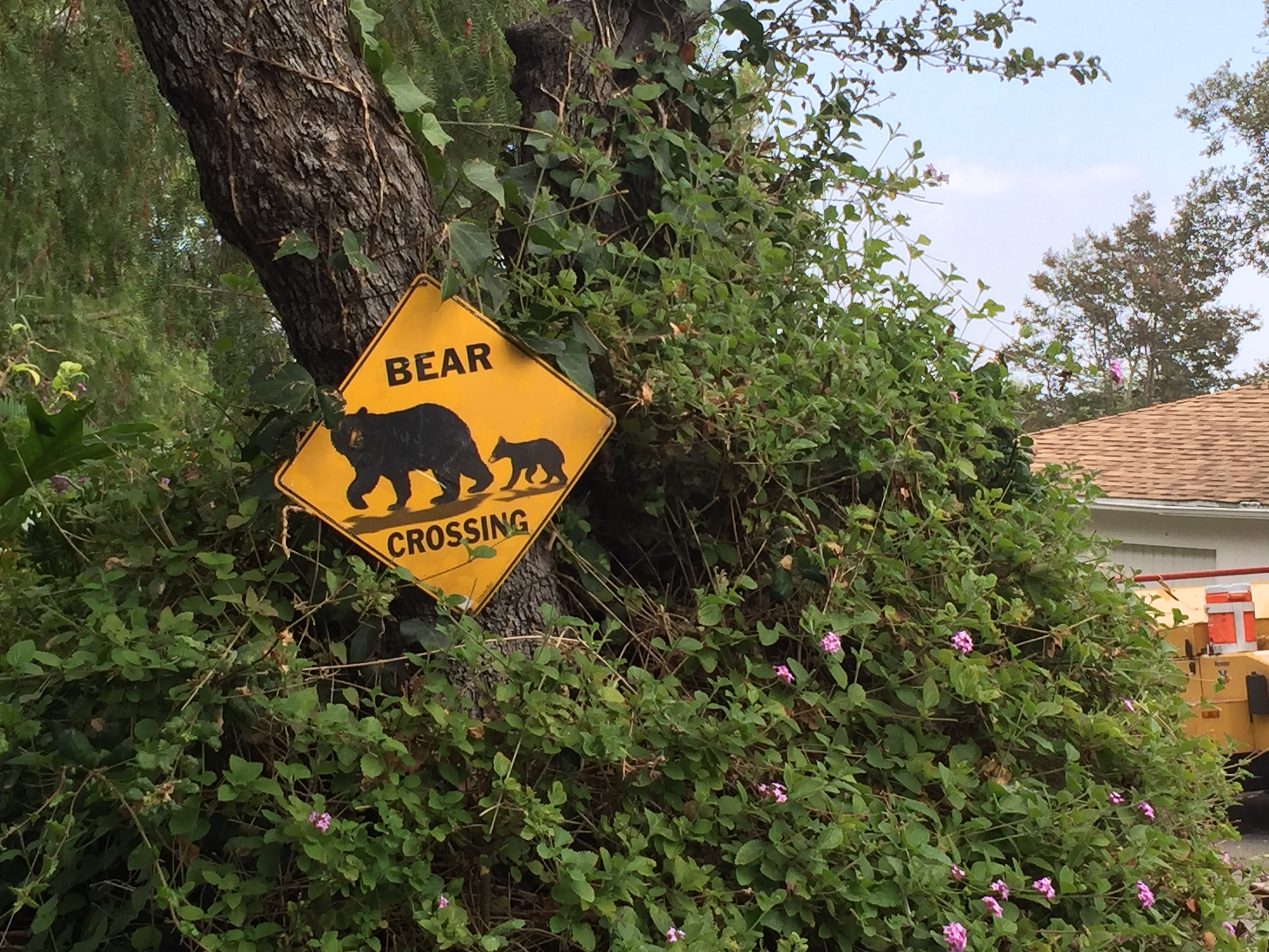 A bear crossing sign on the side of the road in Monrovia, Calif.