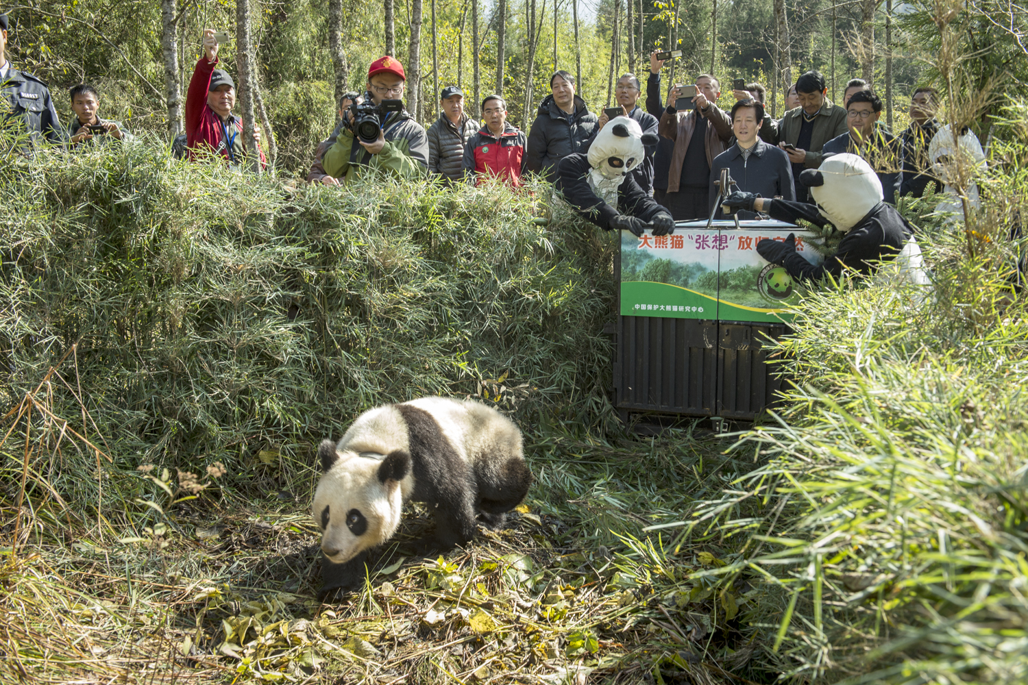 Inside The (Not So) Secret World of Pandas