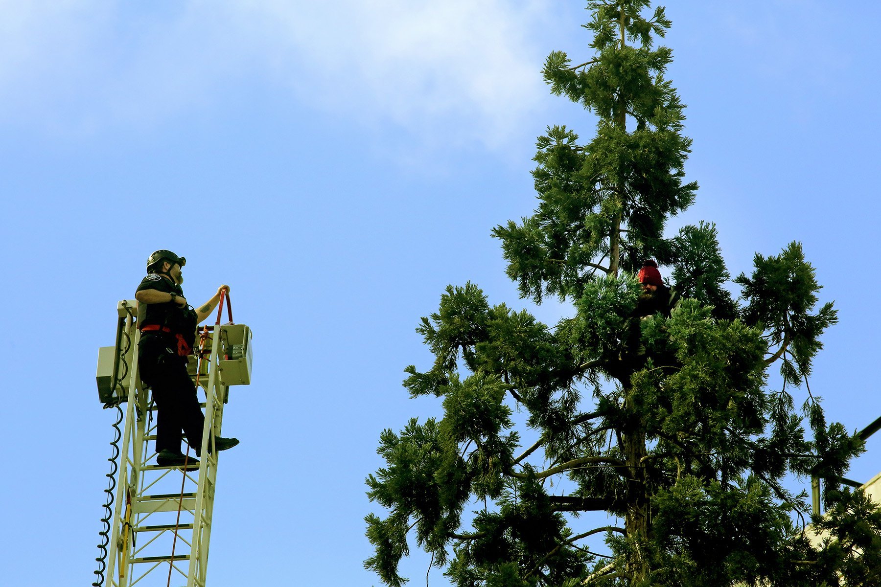 APTOPIX Man in Tree Seattle