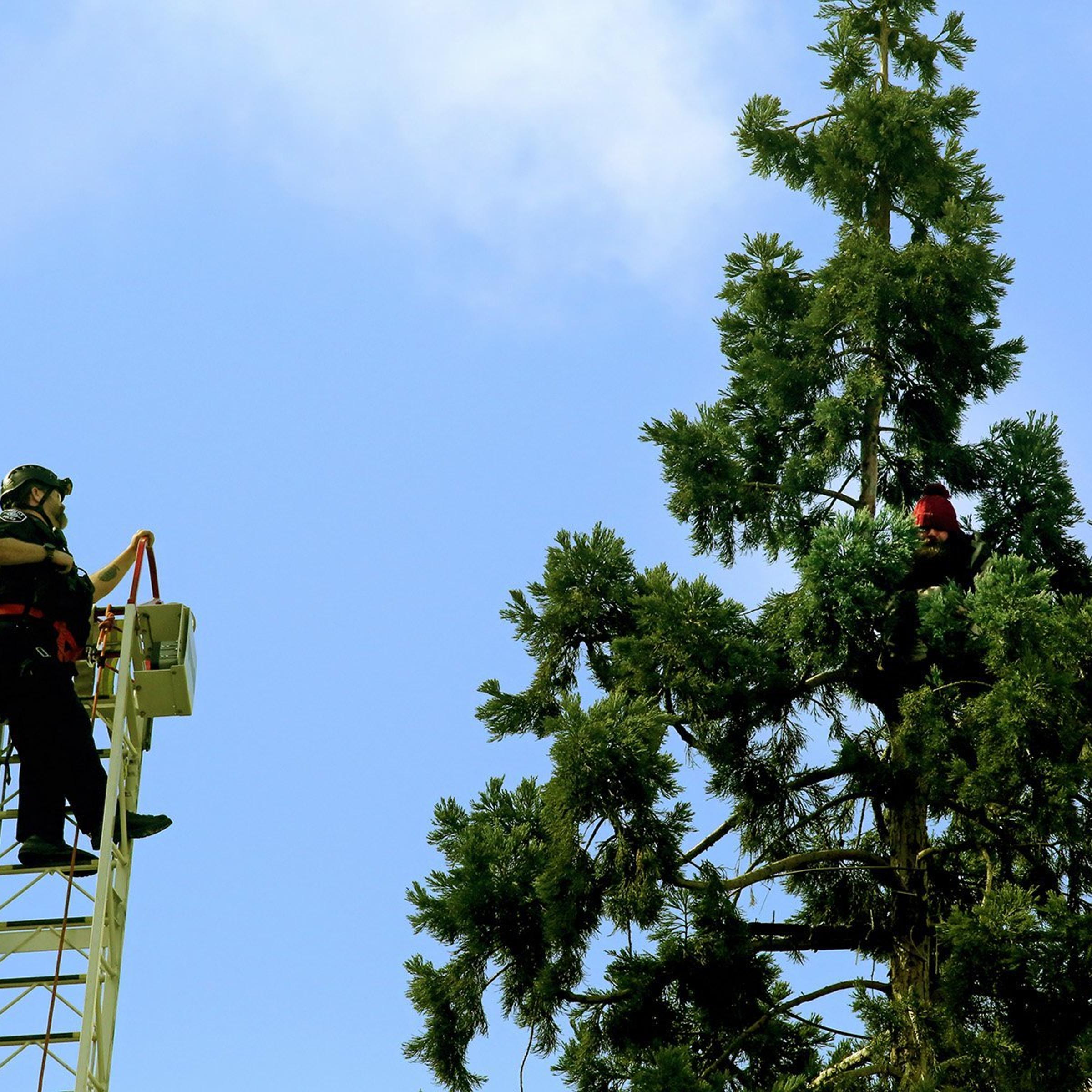 APTOPIX Man in Tree Seattle