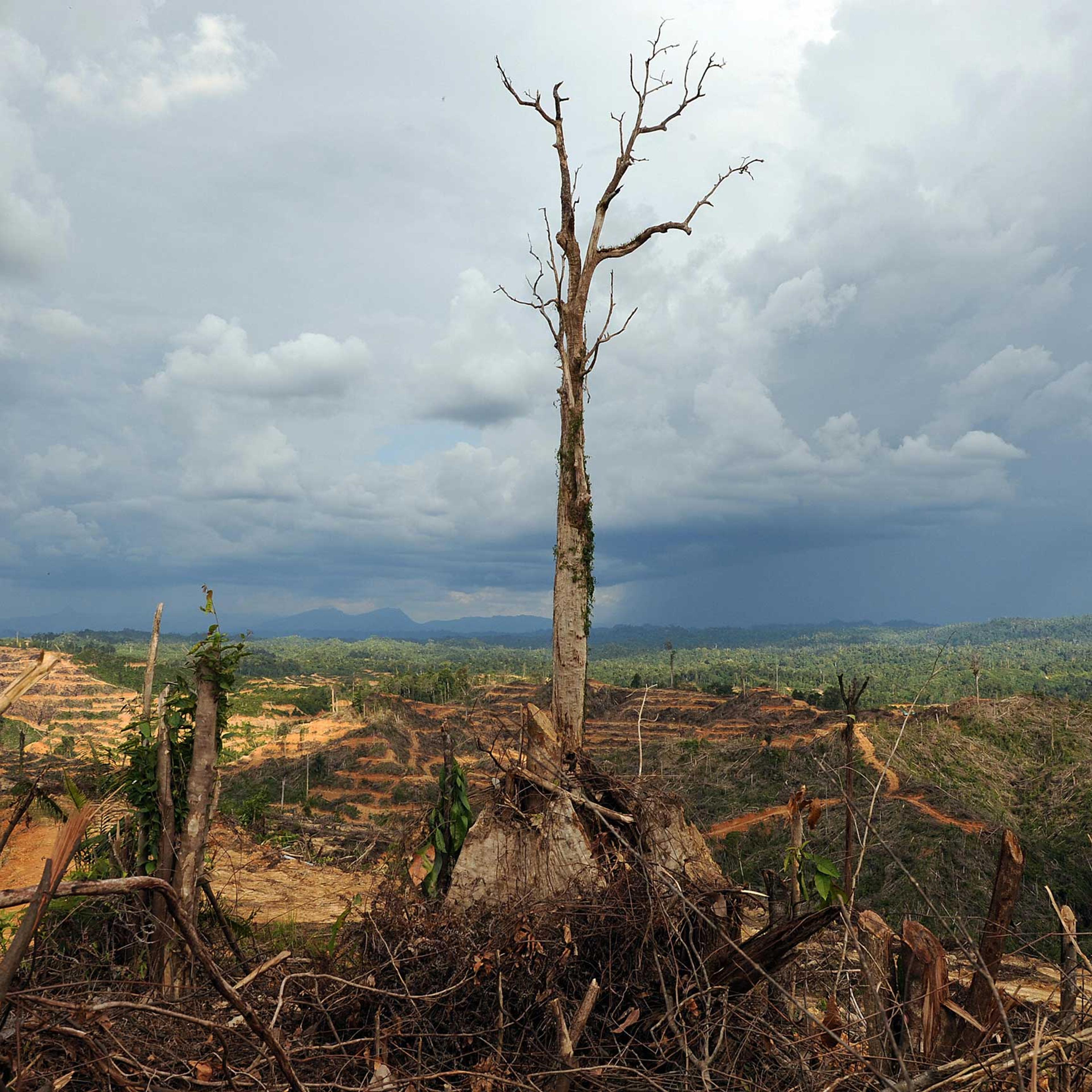 palm oil deforestration Nutella