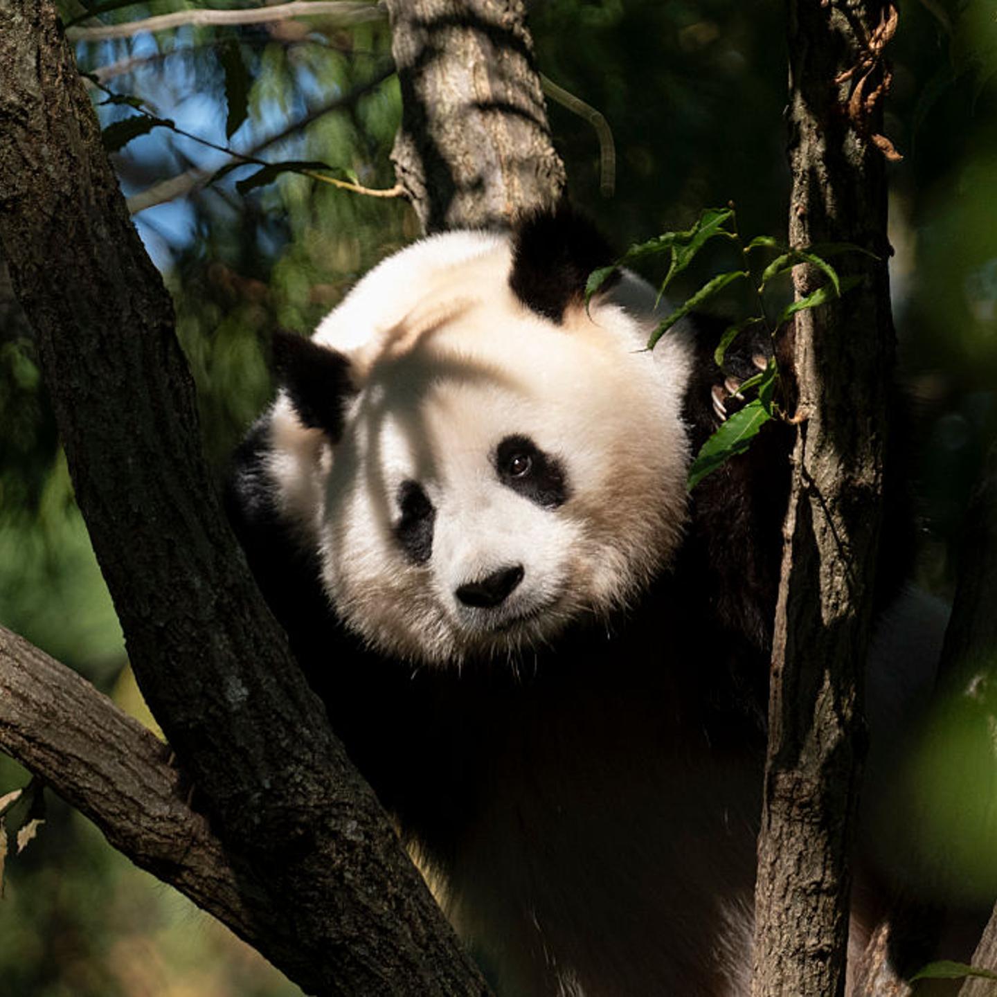 Panda Birthday Qing Bao