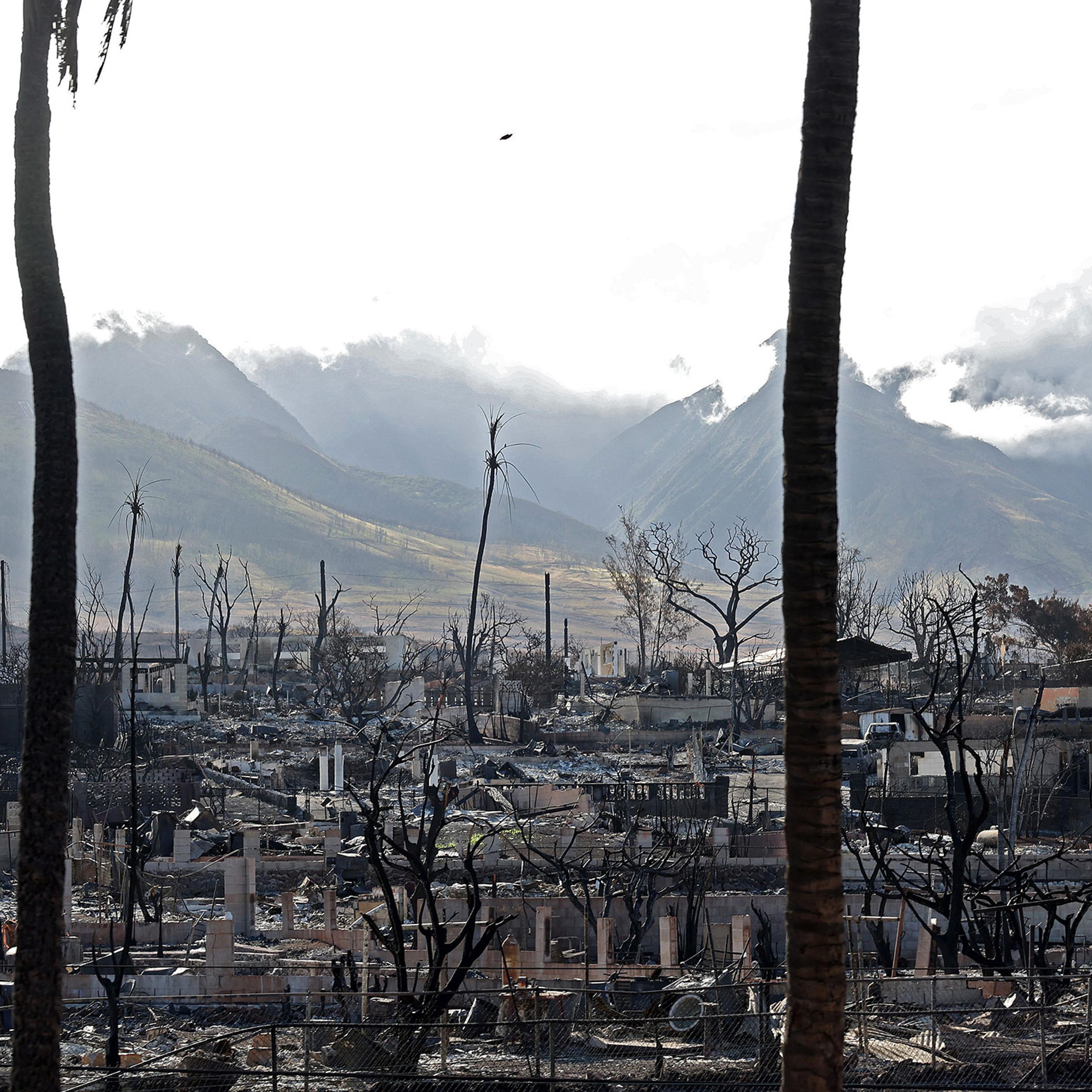 A wide view of burned down homes and trees with expansive mountains behind it with clouds rolling over them
