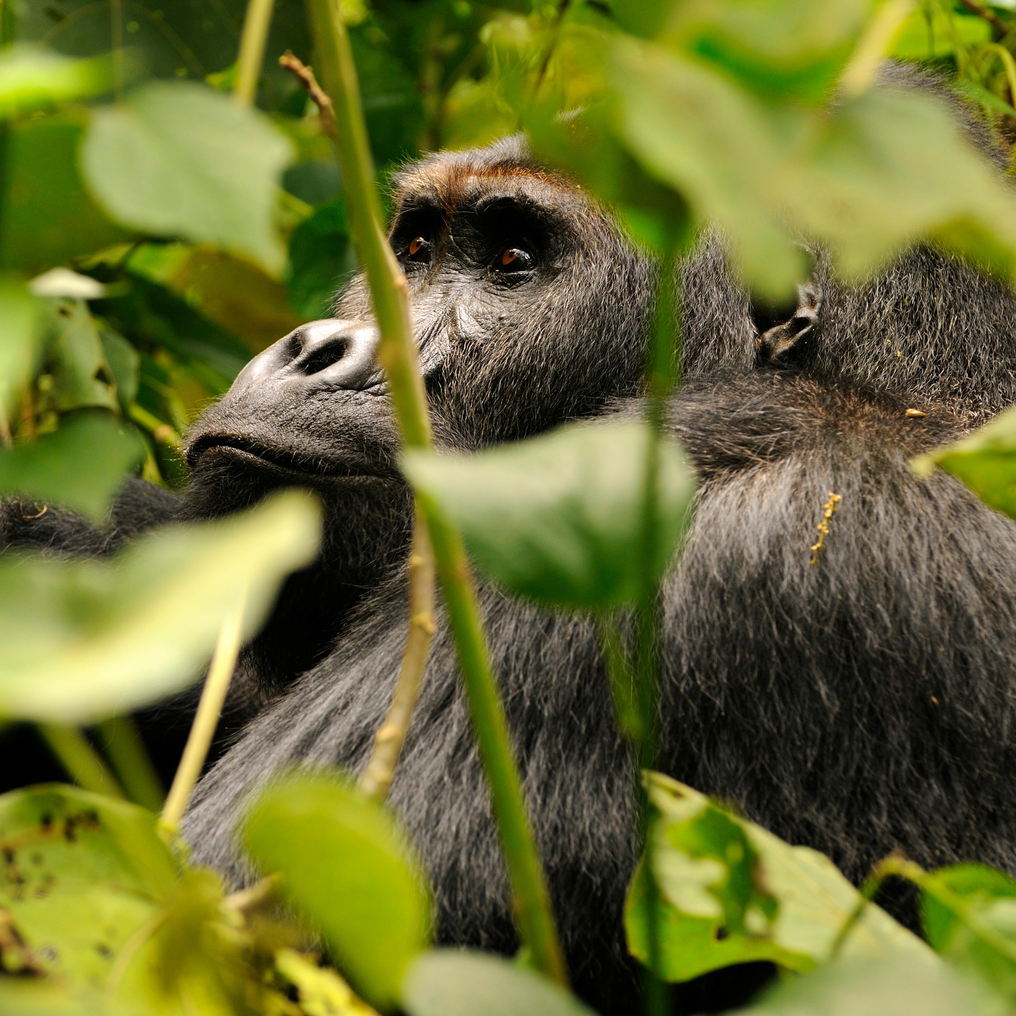 grauers gorilla extinction primates