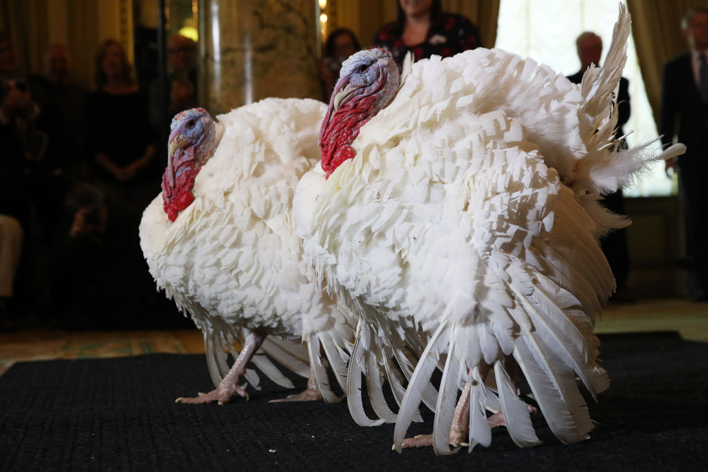National Thanksgiving Turkeys Meet The Press Before Official Presidential Pardon