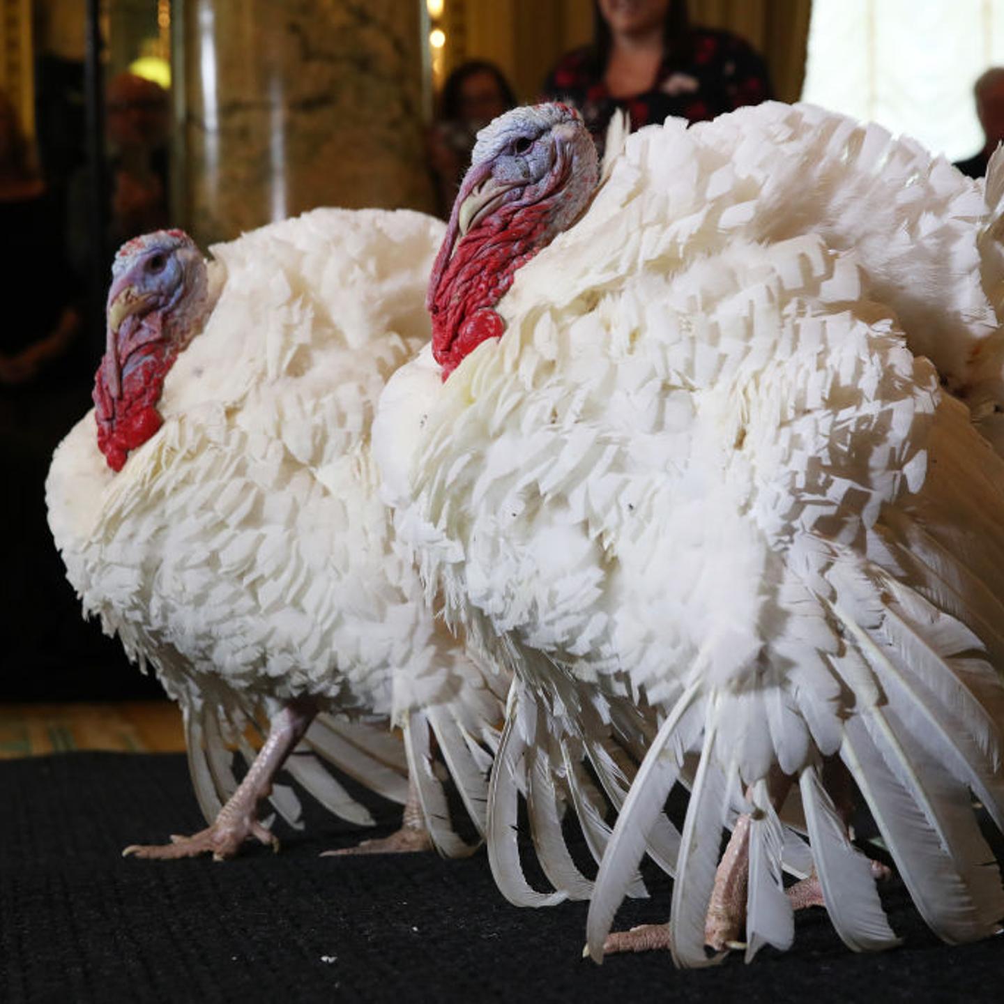 National Thanksgiving Turkeys Meet The Press Before Official Presidential Pardon