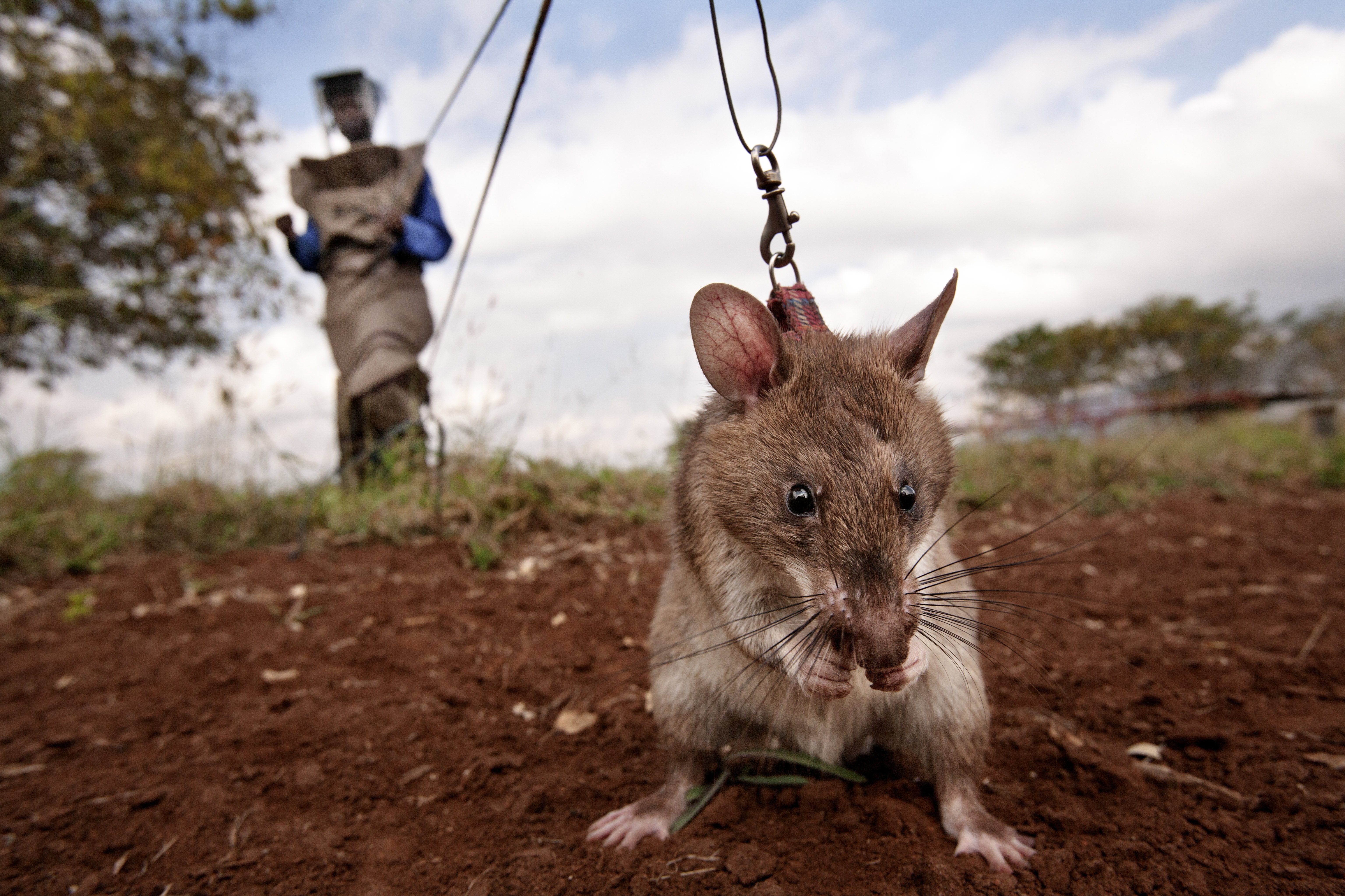 A trainer in a protective suit holds a HeroRAT on a leash as it searches for mines on June 20, 2014 in Morogoro, Tanzania. . The distance created between the trainer and the rat saves human lives and significantly curtails the risks to the human mine cle