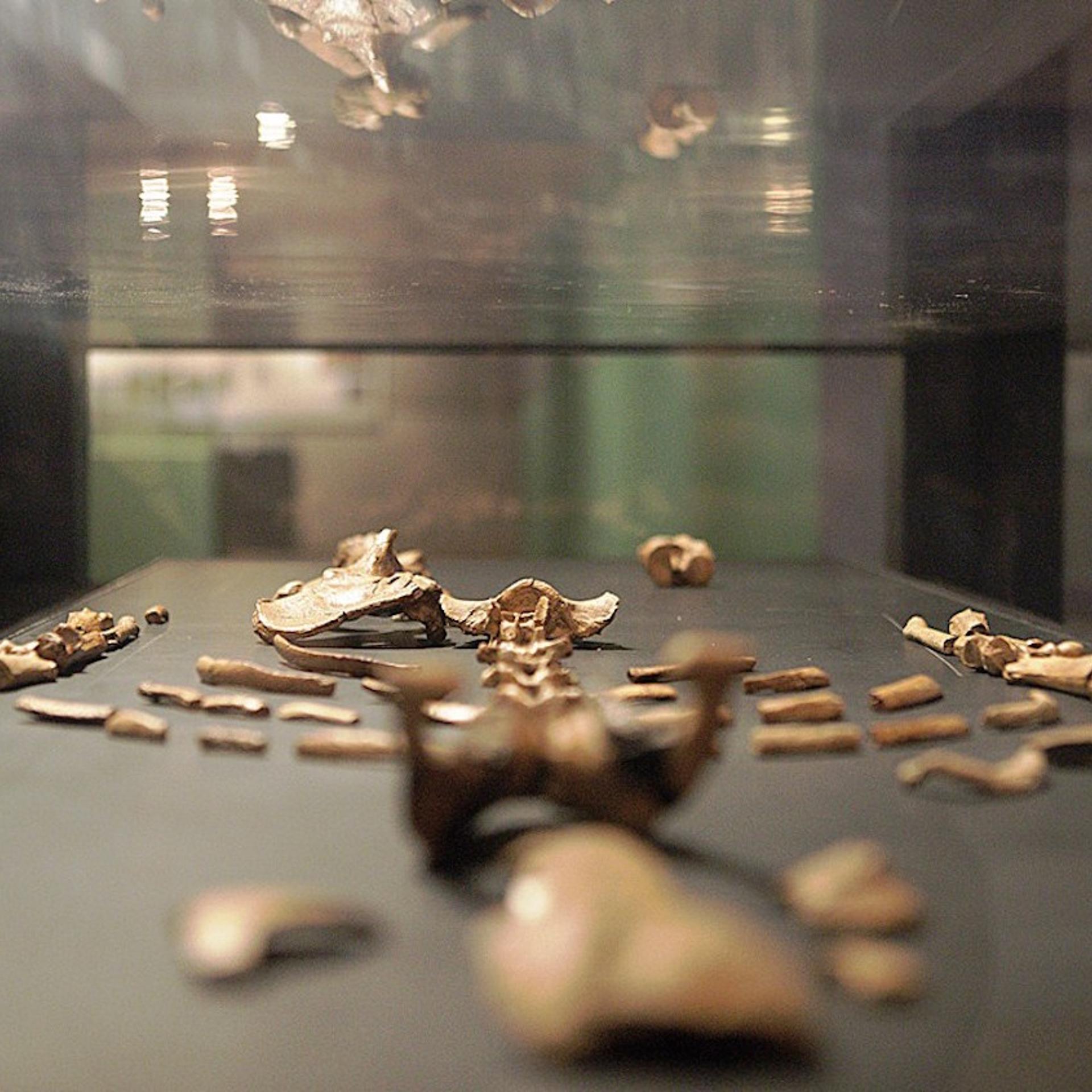 ETHIOPIA-ARCHAEOLOGY-LUCY