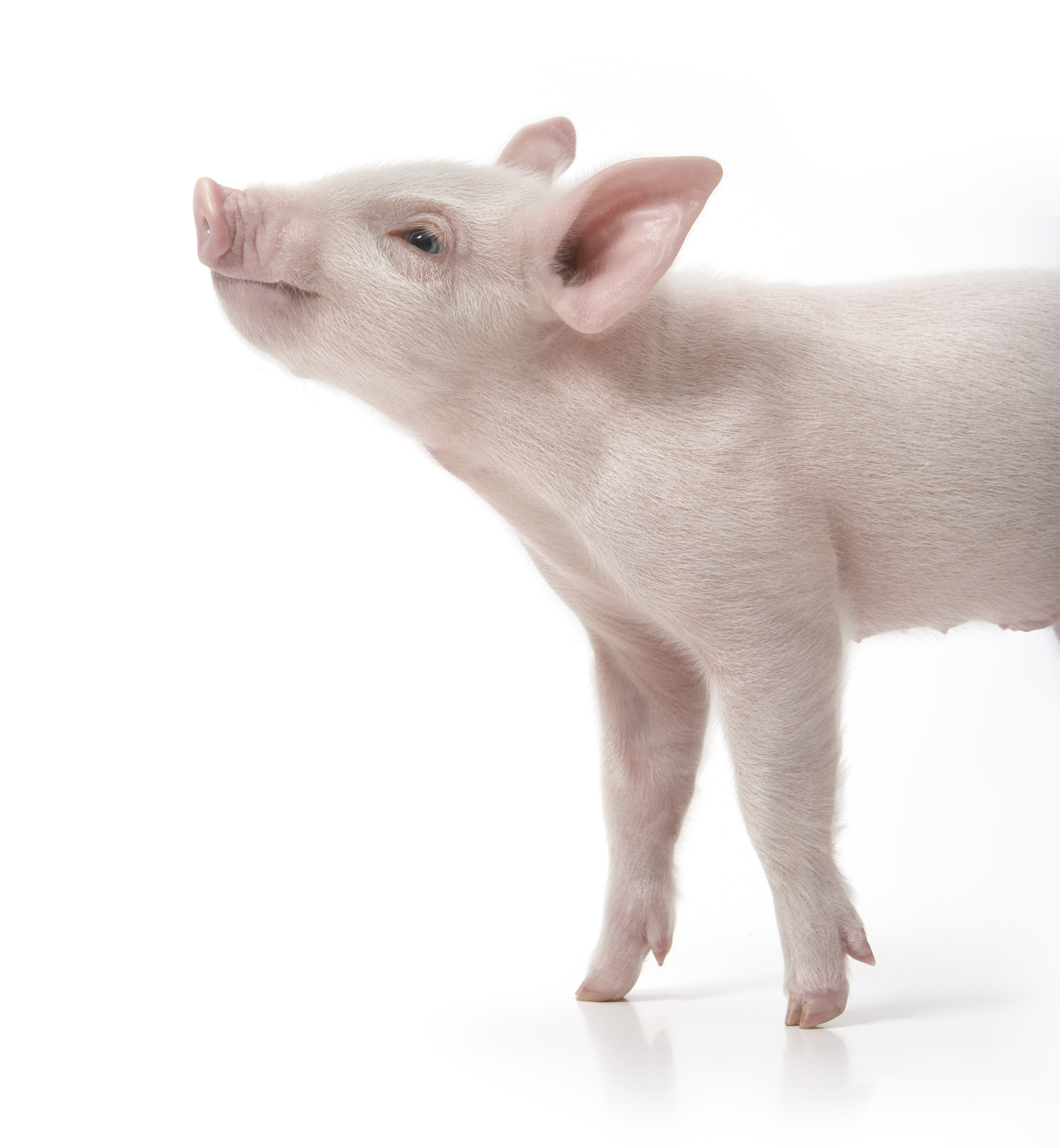 pig
