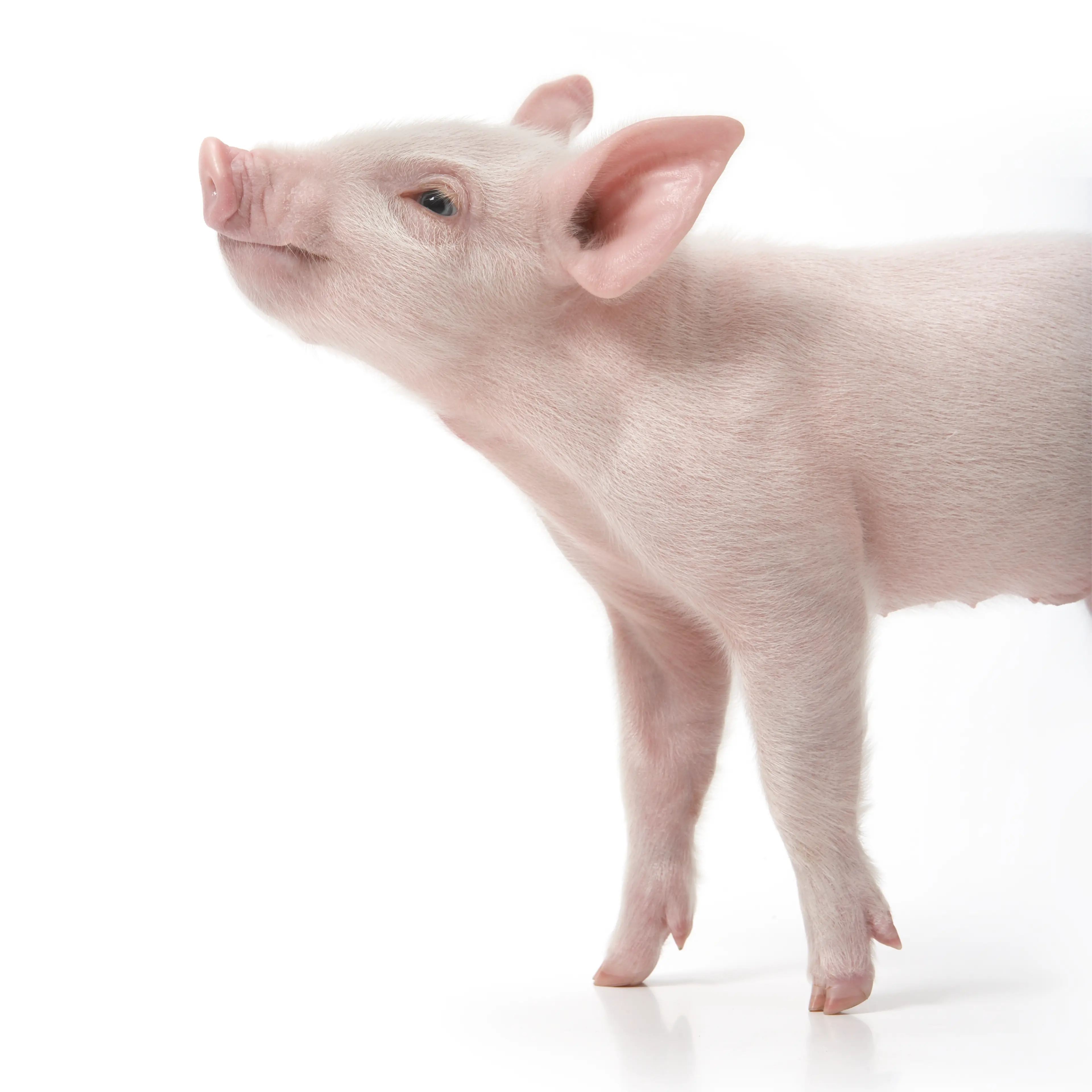 pig