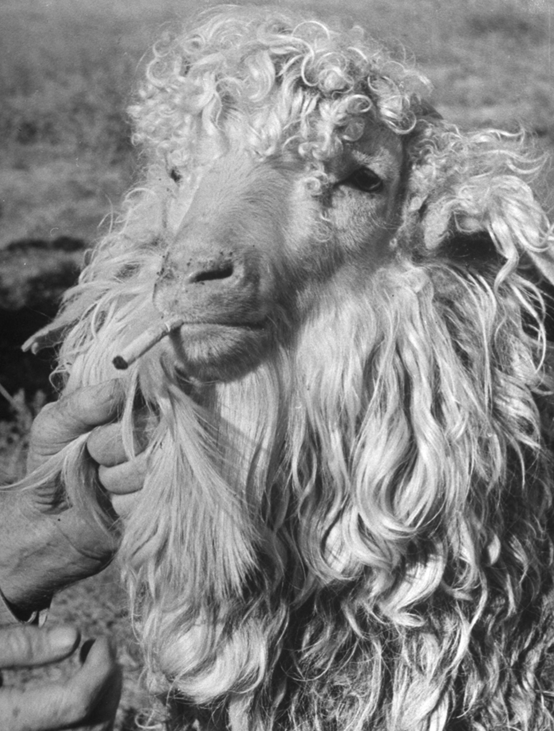 does eating tobacco kill parasites Letters - The woman who found worms in her mouth Parasitic plant | Definition, Species,