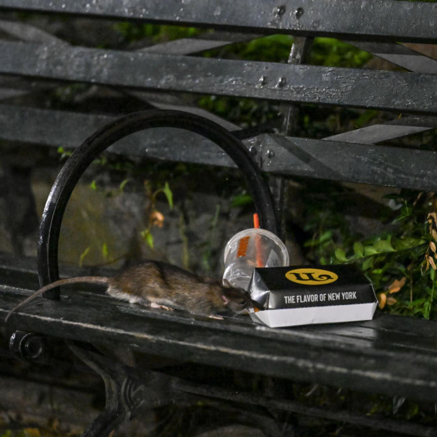 Rat Sightings in New York