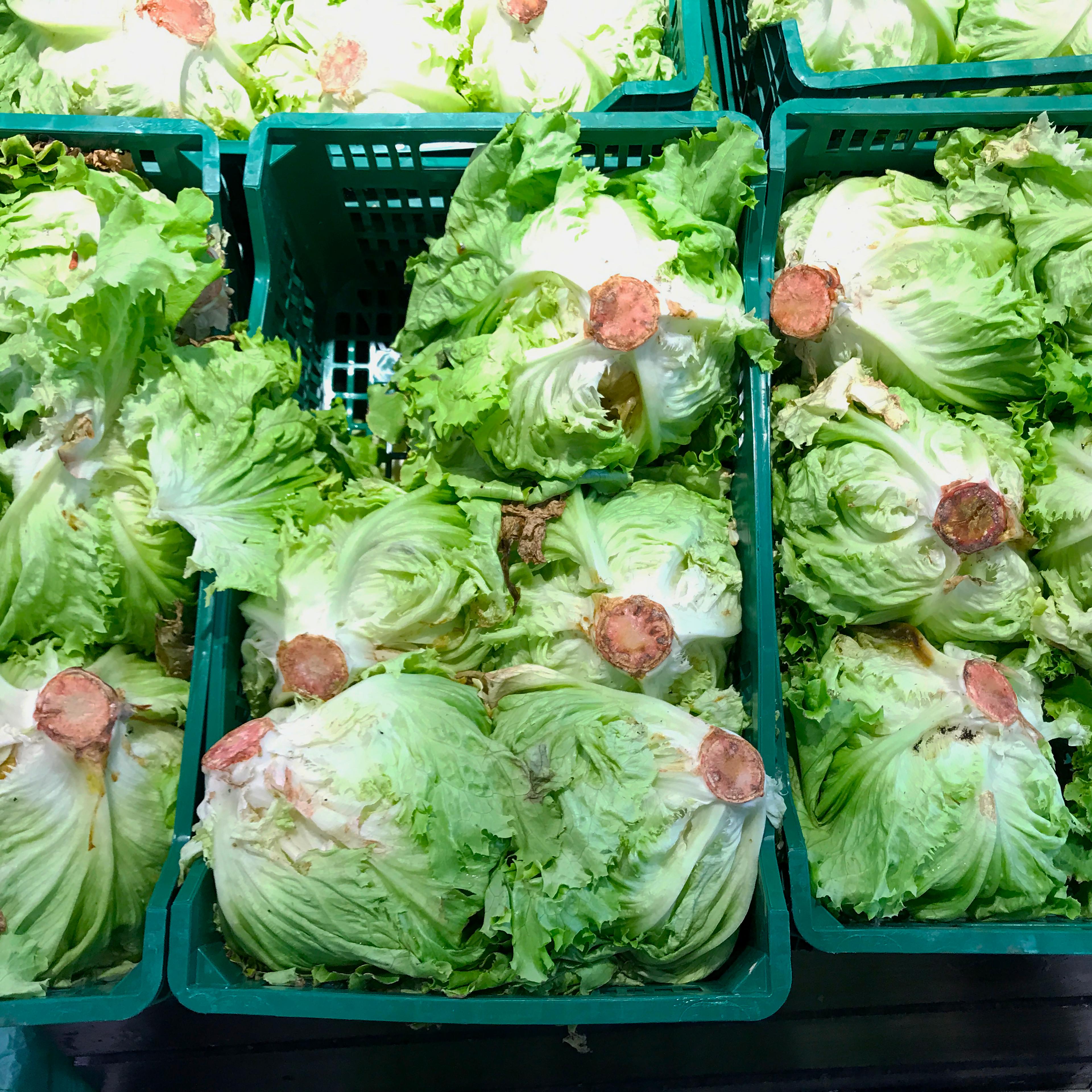 Lettuces at supermarket
