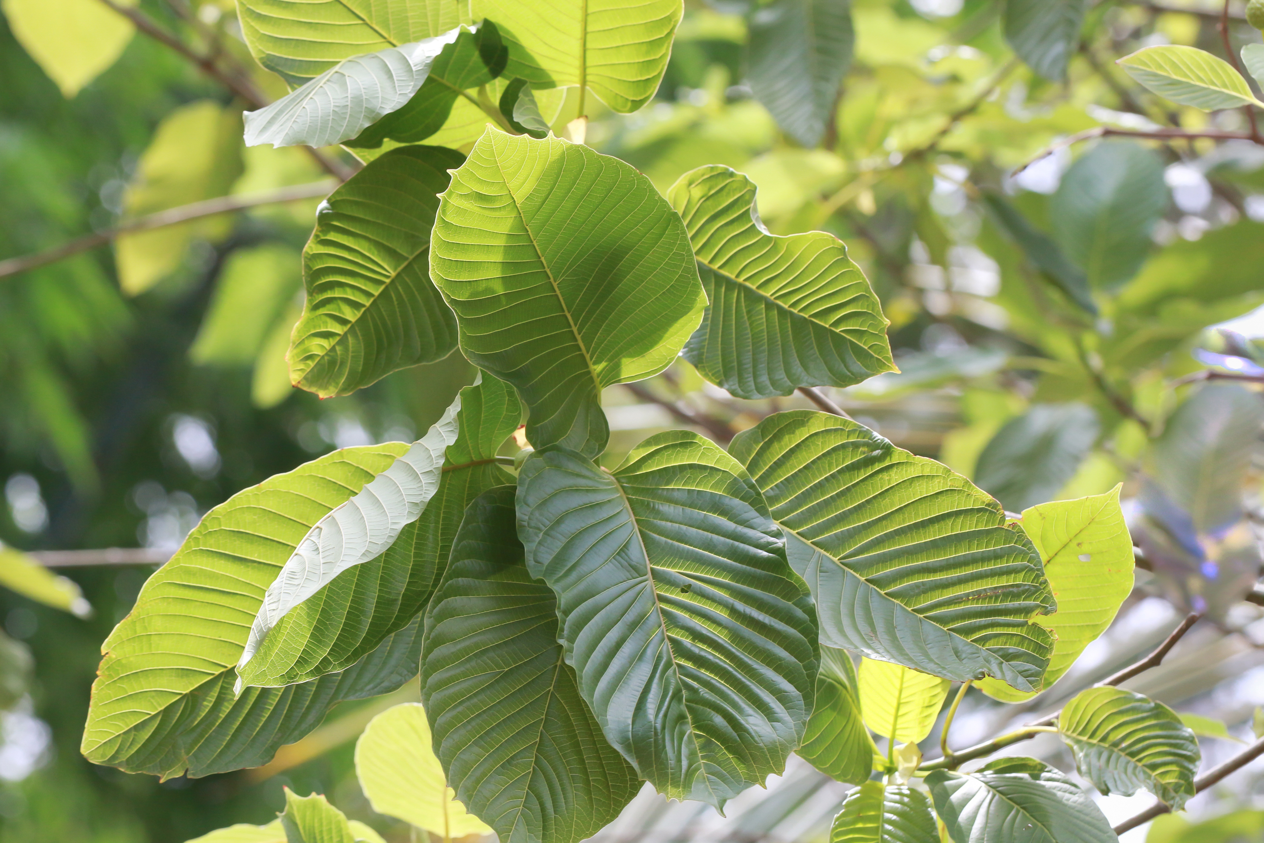 Kratom (Mitragyna speciosa) Mitragynine. Drugs and Narcotics