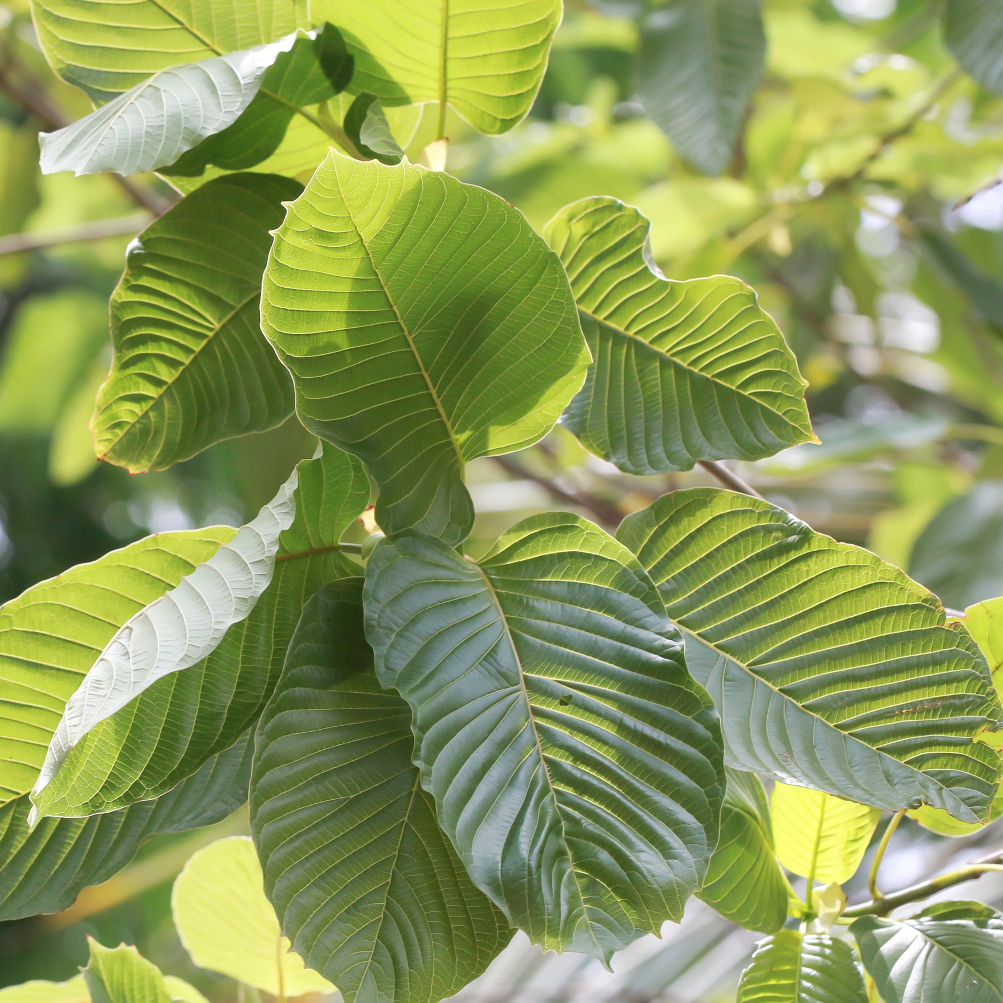 Kratom (Mitragyna speciosa) Mitragynine. Drugs and Narcotics
