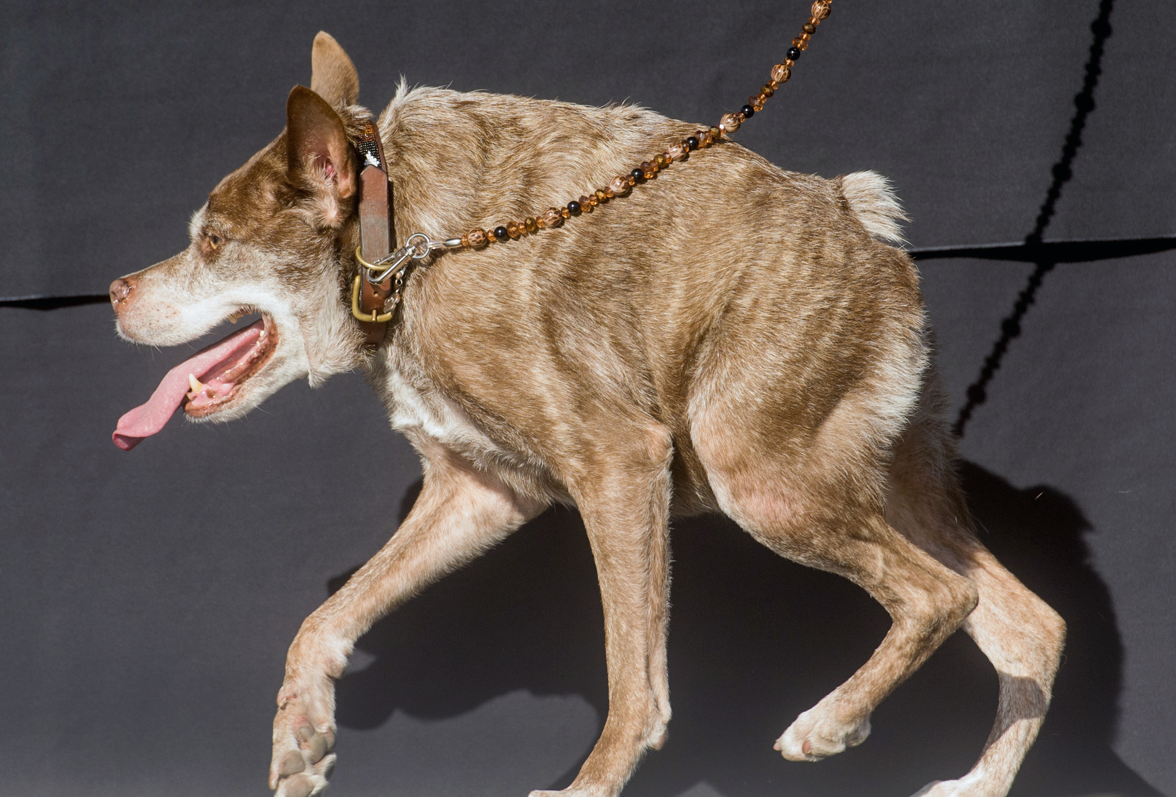 Quasi Modo wins top honors in the World's Ugliest Dog Contest in Petaluma, Calif. on June 26, 2015.