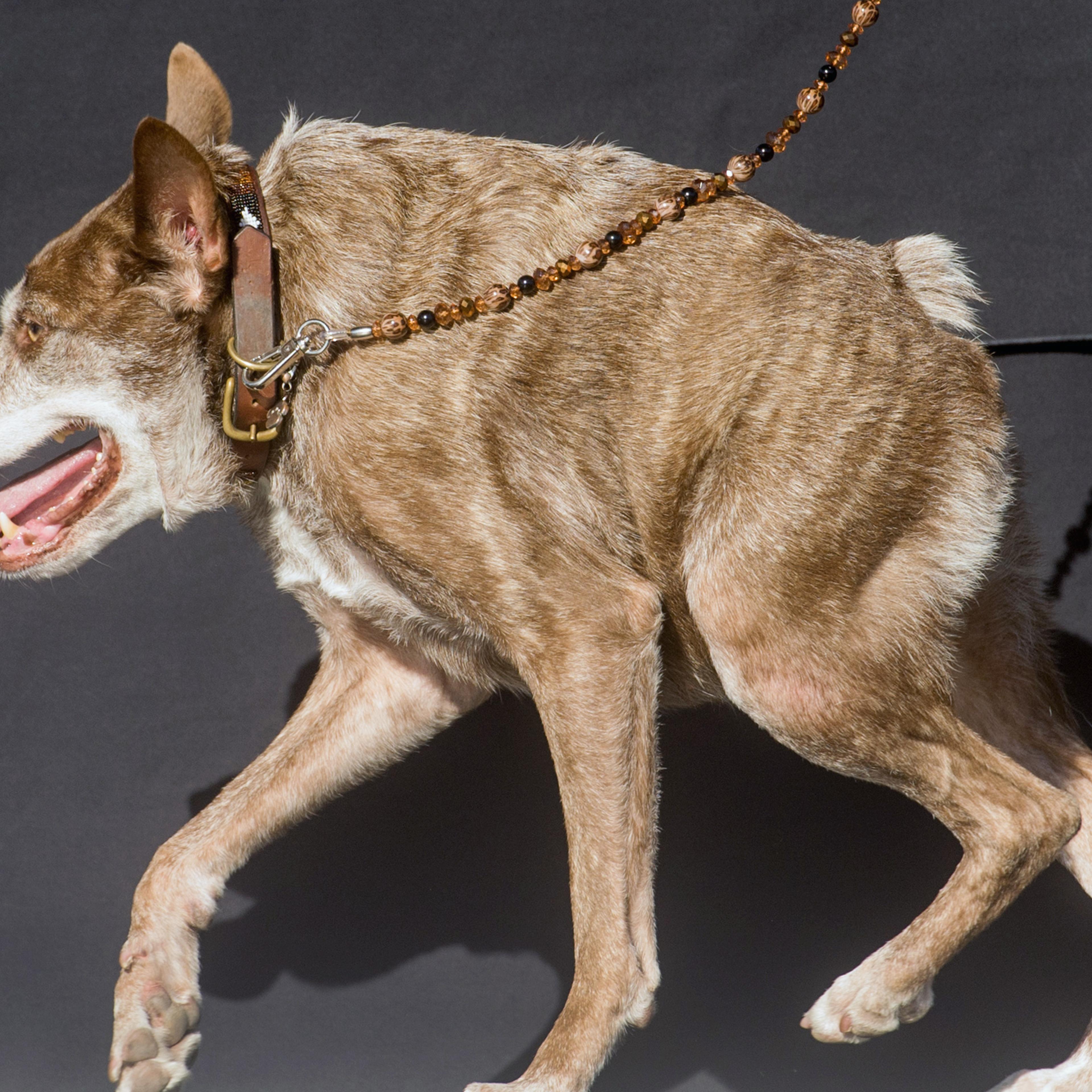 Quasi Modo wins top honors in the World's Ugliest Dog Contest in Petaluma, Calif. on June 26, 2015.