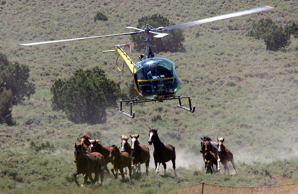 Bureau Of Land Management Rounds Up Wild Horses