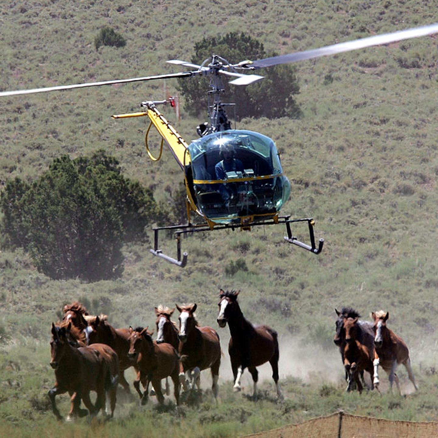 Bureau Of Land Management Rounds Up Wild Horses