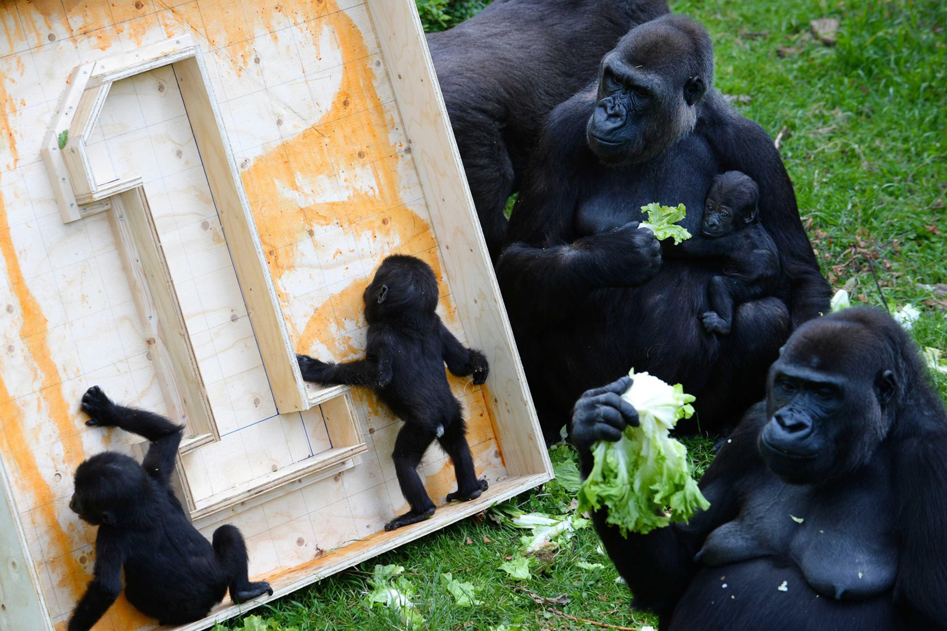 Gorilla twins celebrate first birthday in Arnhem