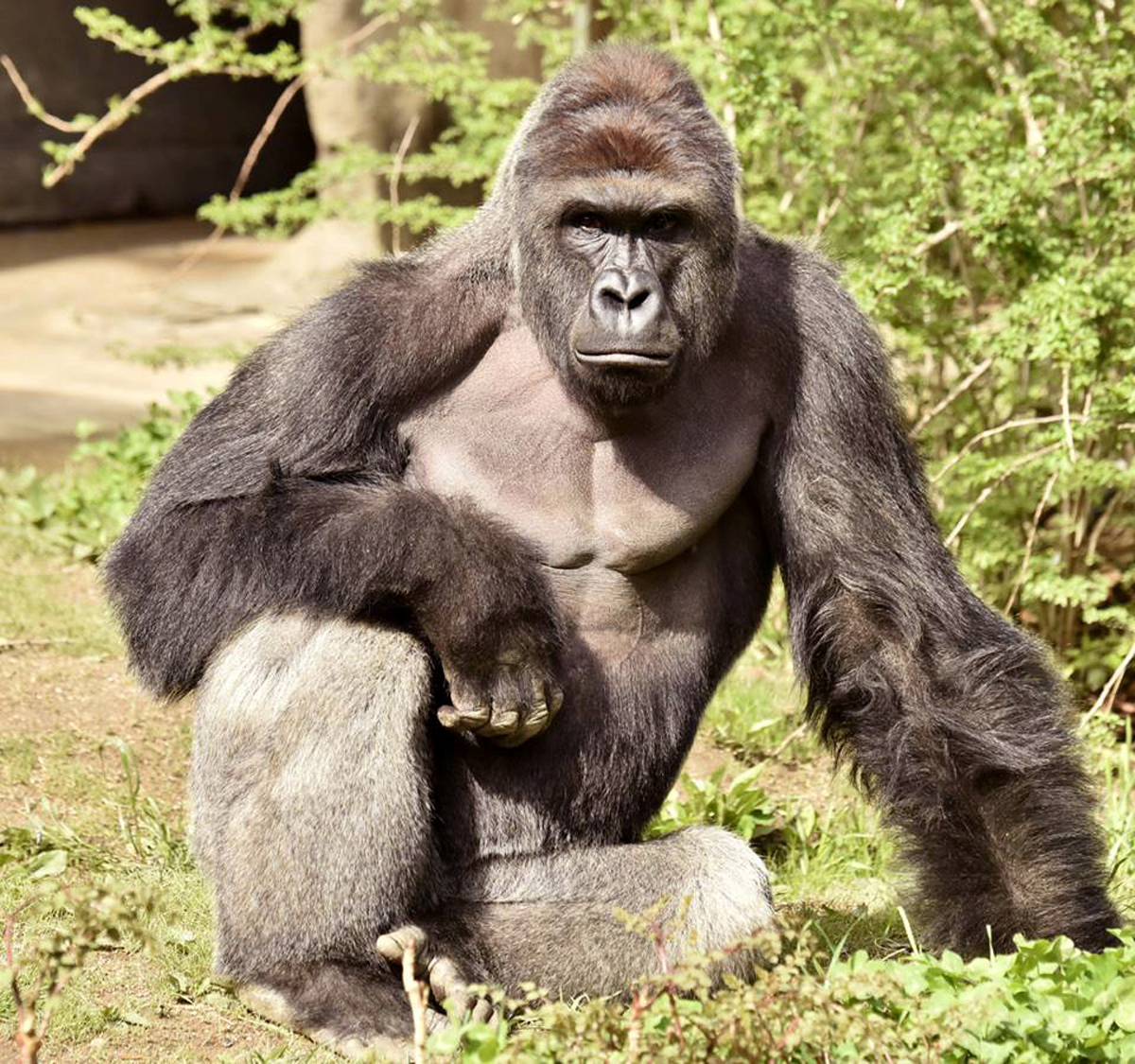 Harambe, a 17-year-old gorilla at the Cincinnati Zoo is pictured in this undated handout photo provided by Cincinnati Zoo. REUTERS/Cincinnati Zoo/Handout via ReutersATTENTION EDITORS - THIS PICTURE WAS PROVIDED BY A THIRD PARTY. REUTERS IS UNABLE TO INDE
