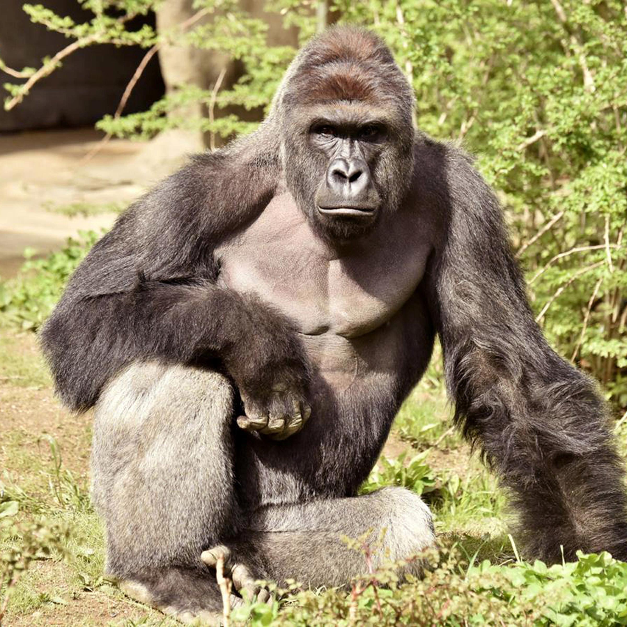 Harambe, a 17-year-old gorilla at the Cincinnati Zoo is pictured in this undated handout photo provided by Cincinnati Zoo. REUTERS/Cincinnati Zoo/Handout via ReutersATTENTION EDITORS - THIS PICTURE WAS PROVIDED BY A THIRD PARTY. REUTERS IS UNABLE TO INDE