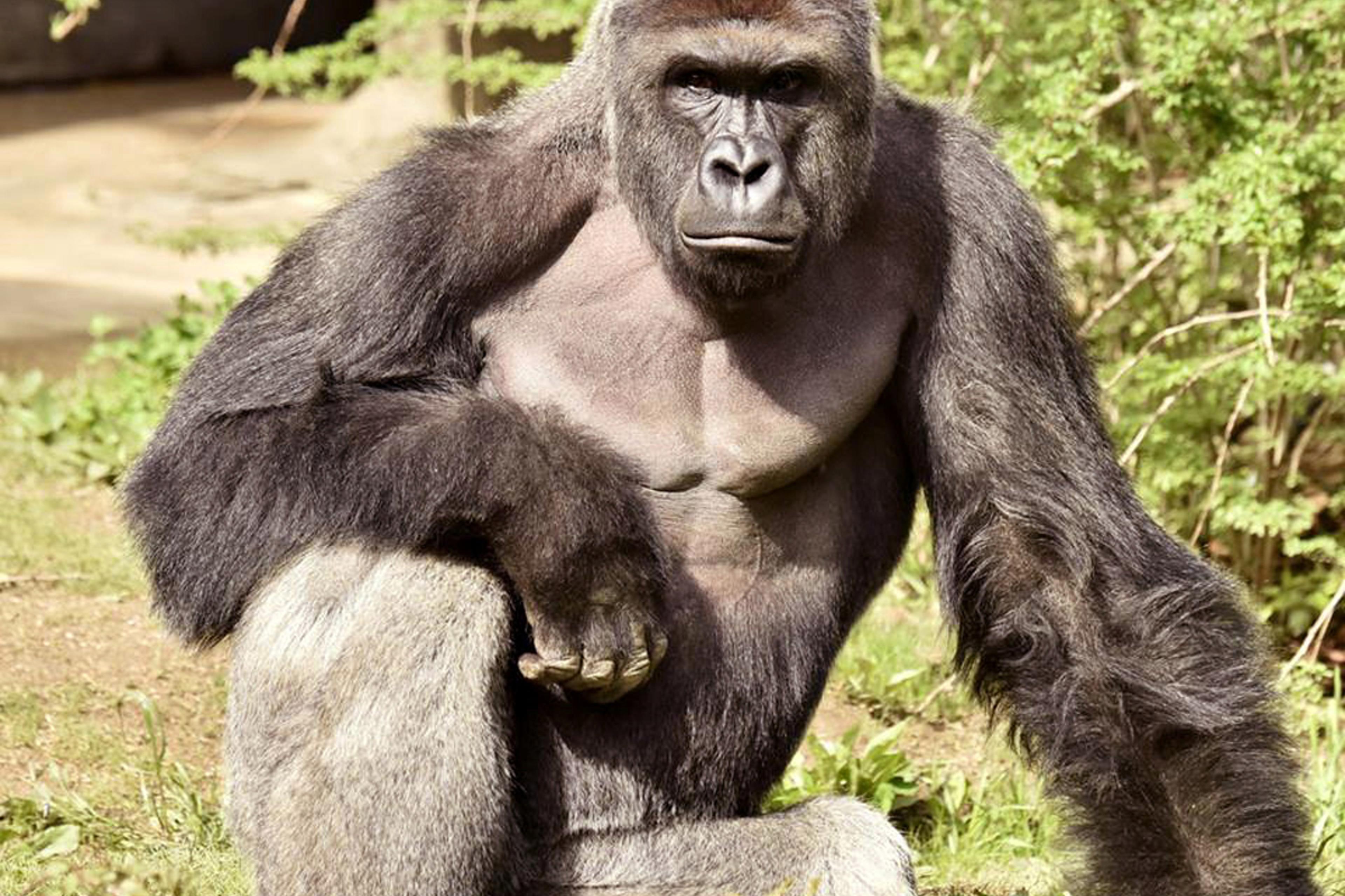 Harambe, a 17-year-old gorilla at the Cincinnati Zoo is pictured in this undated handout photo provided by Cincinnati Zoo. REUTERS/Cincinnati Zoo/Handout via ReutersATTENTION EDITORS - THIS PICTURE WAS PROVIDED BY A THIRD PARTY. REUTERS IS UNABLE TO INDE