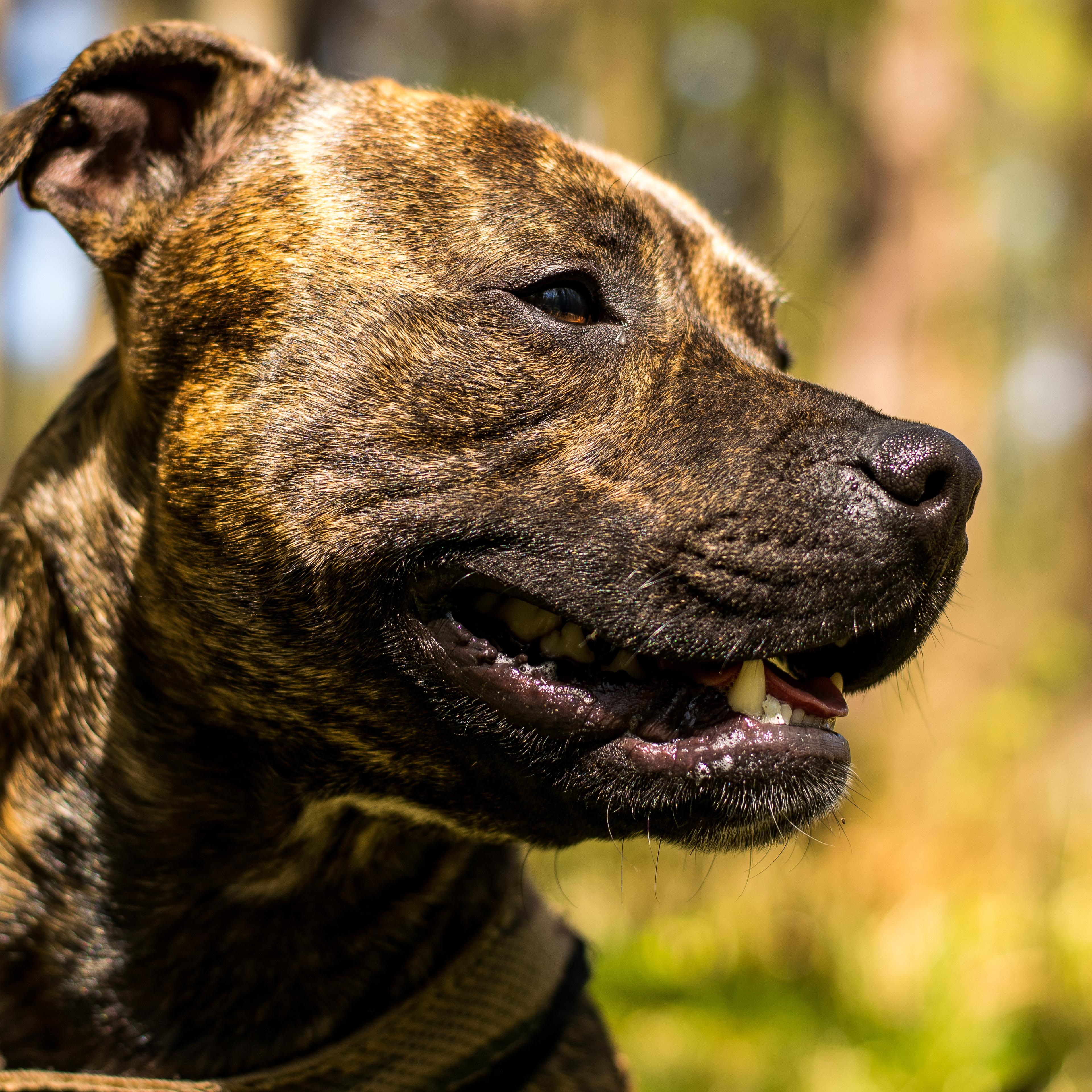 Close-Up Of Dog