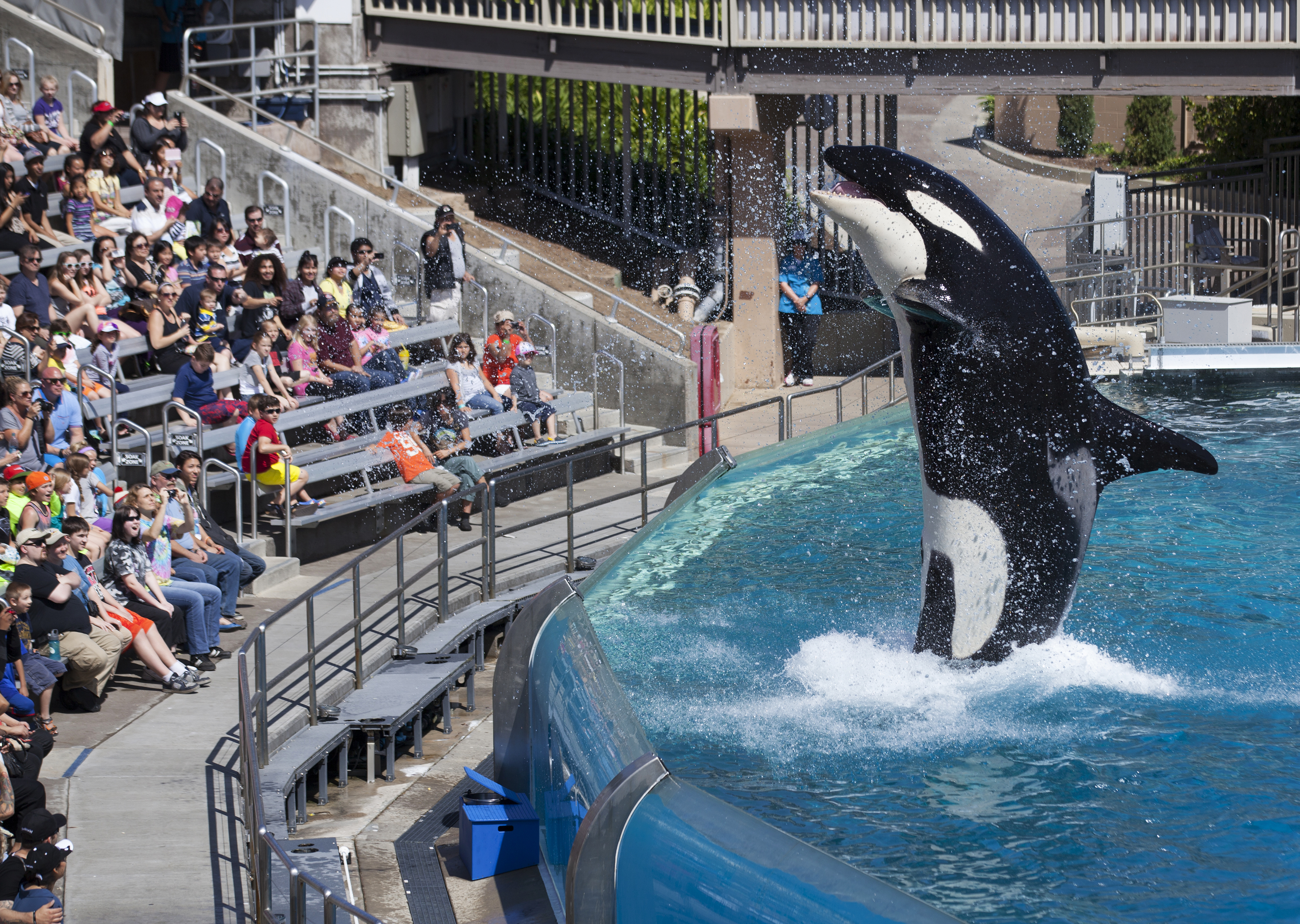 An Orca killer whale performs during a show at the animal theme park SeaWorld in San Diego on March 19, 2014.