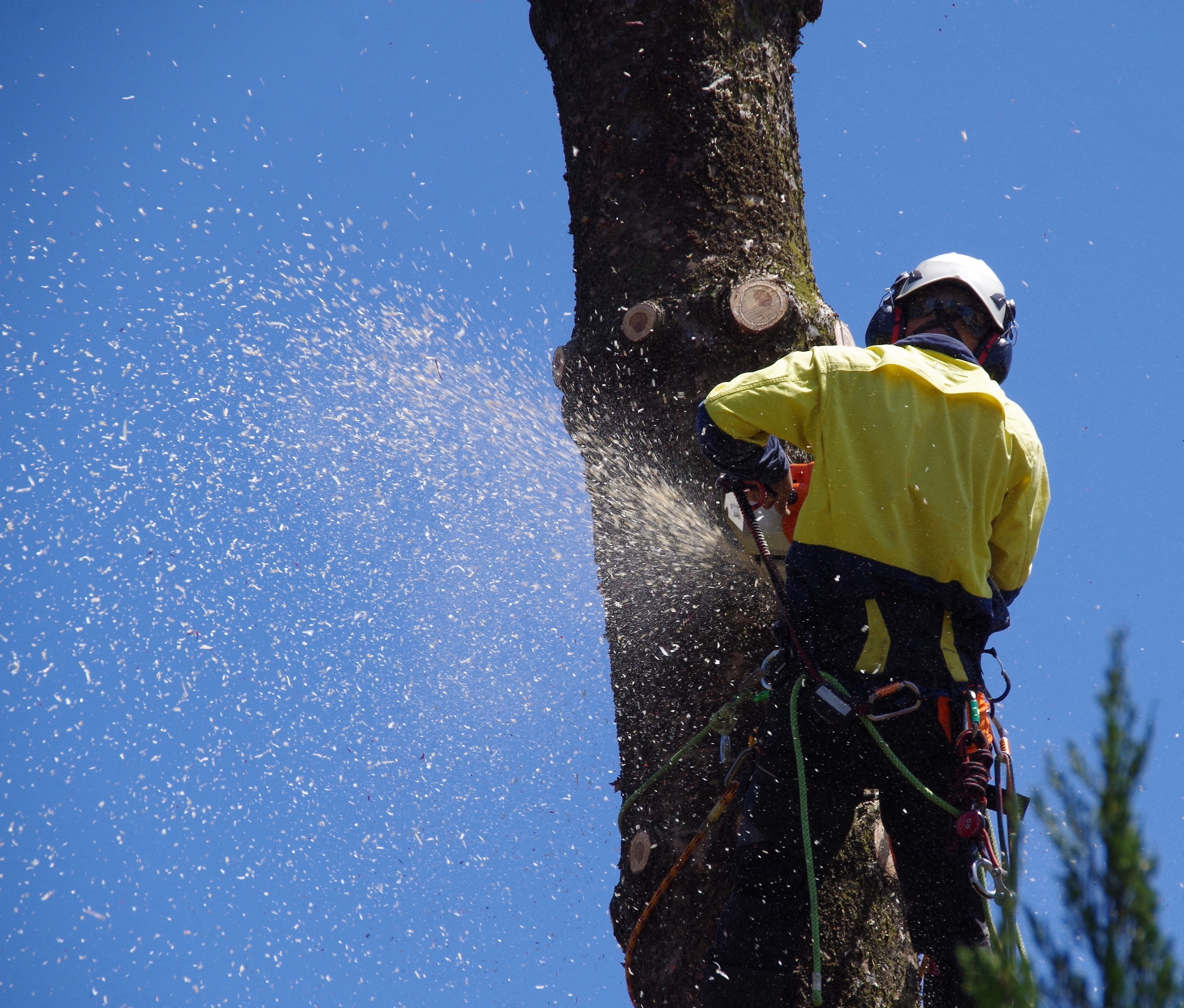 Low Angle View Of Man Cutting Tree Against Clear Blue Sky