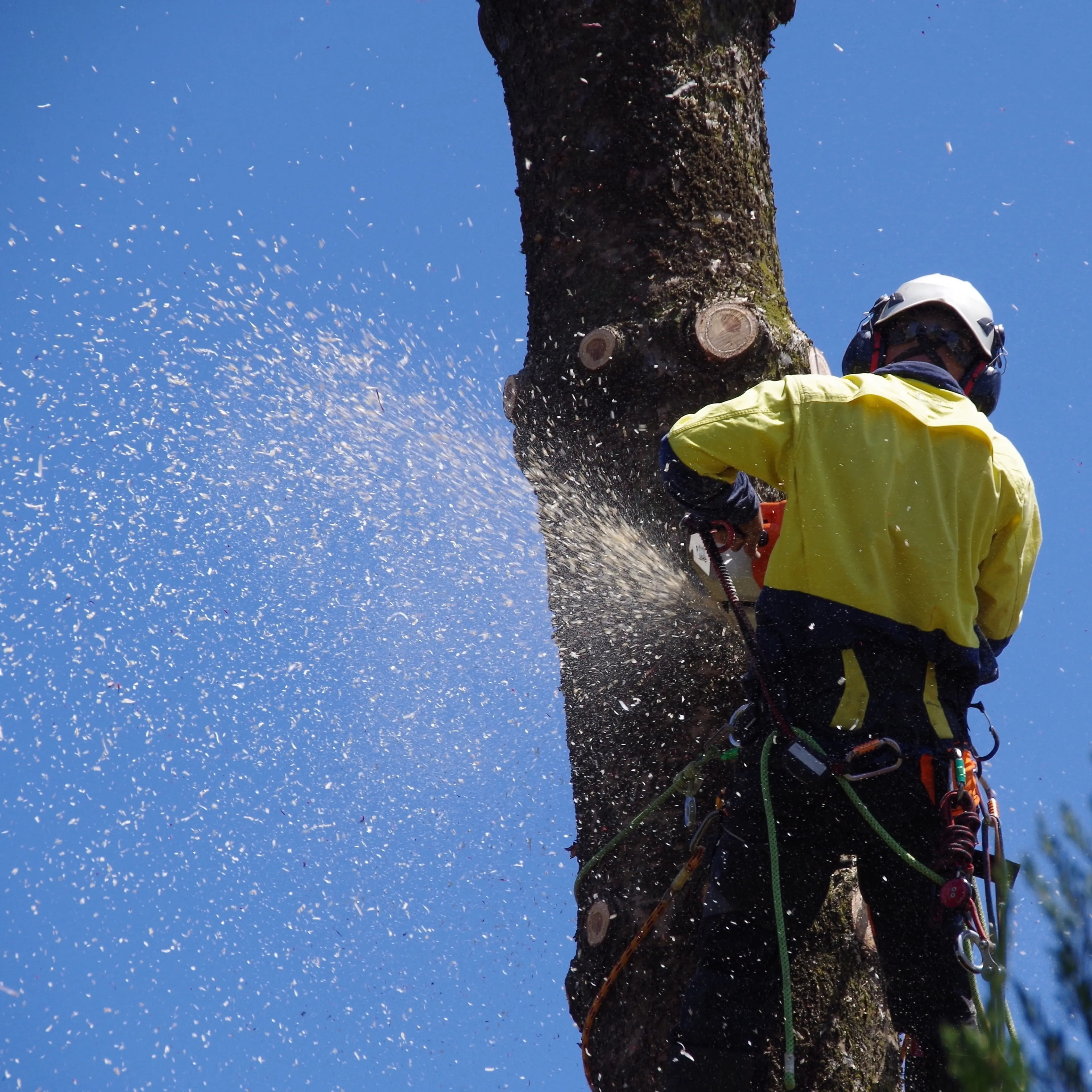 Low Angle View Of Man Cutting Tree Against Clear Blue Sky