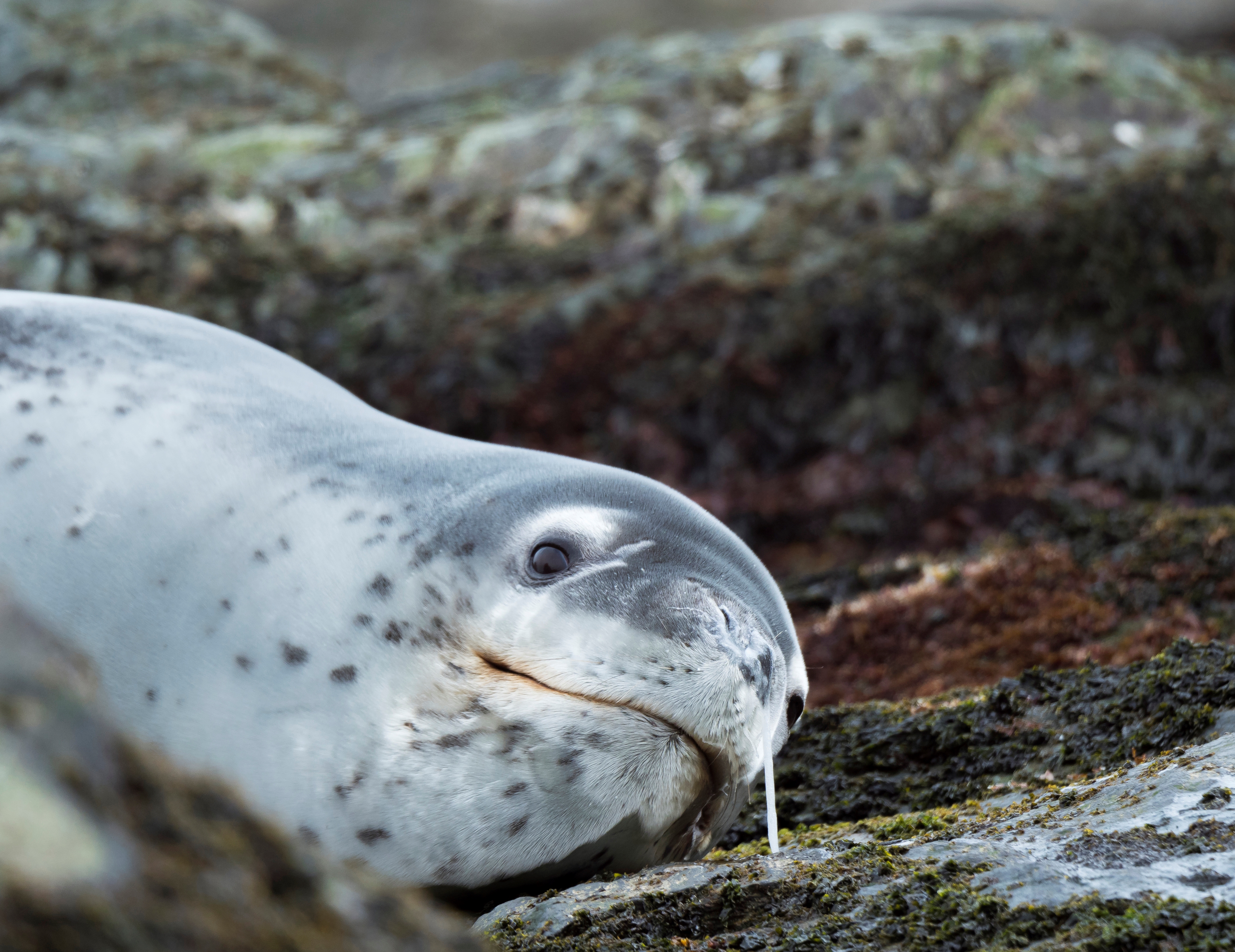 Leopard Seal Hydrurga leptonyx resting on a rock covered with Kelp at the shore of South Georgia Antarctica Subantarctica South Georgia October