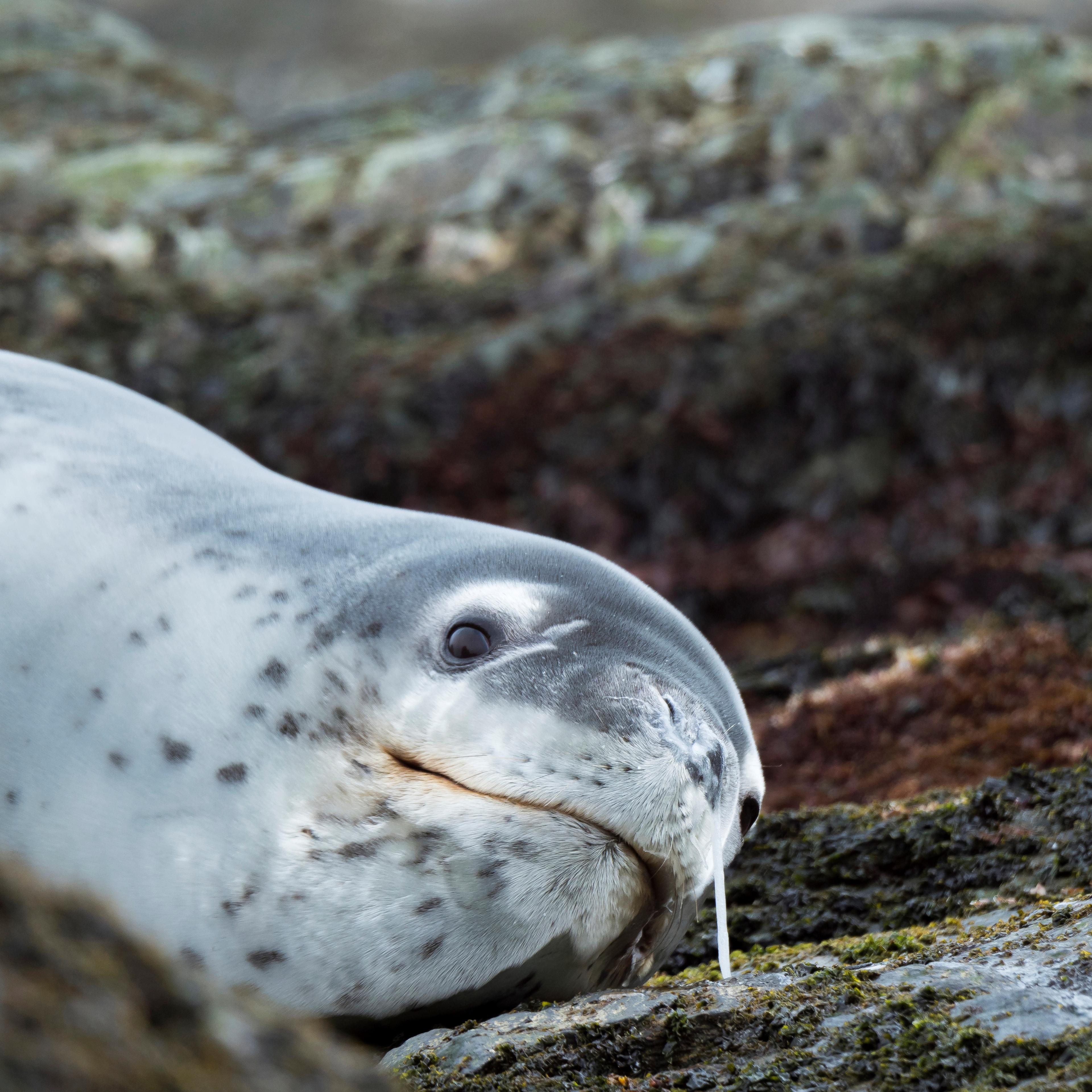 Leopard Seal Hydrurga leptonyx resting on a rock covered with Kelp at the shore of South Georgia Antarctica Subantarctica South Georgia October