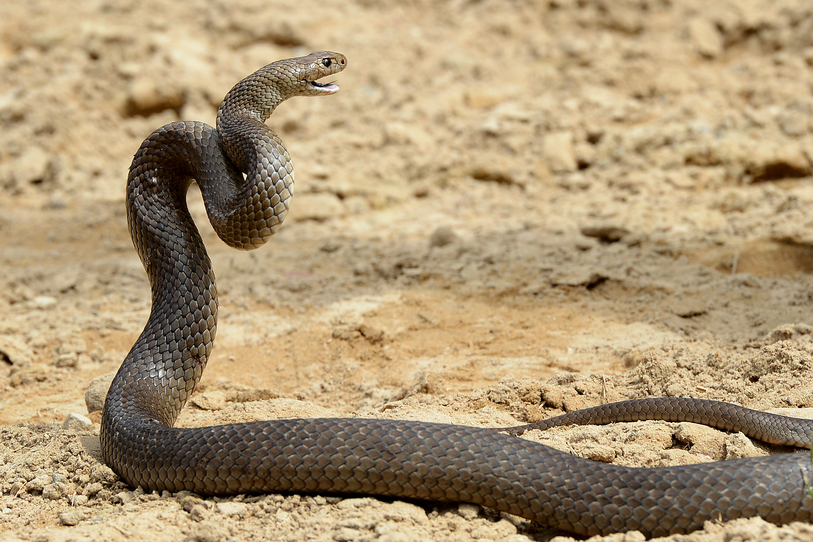 AUSTRALIA-ANIMAL-SNAKES