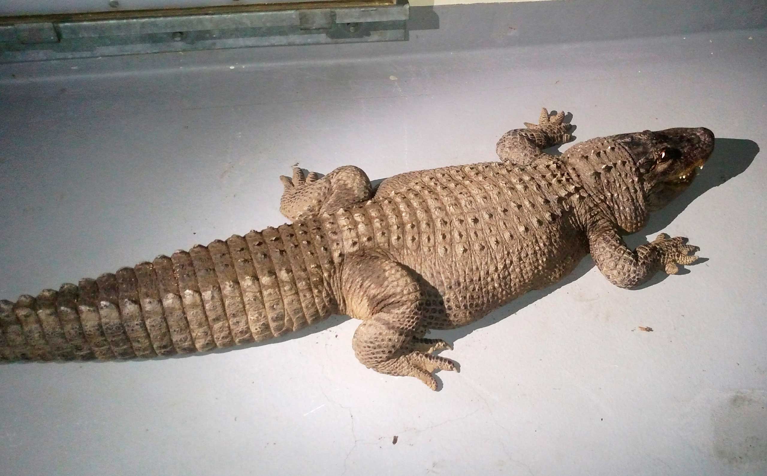 Los Angeles Alligator