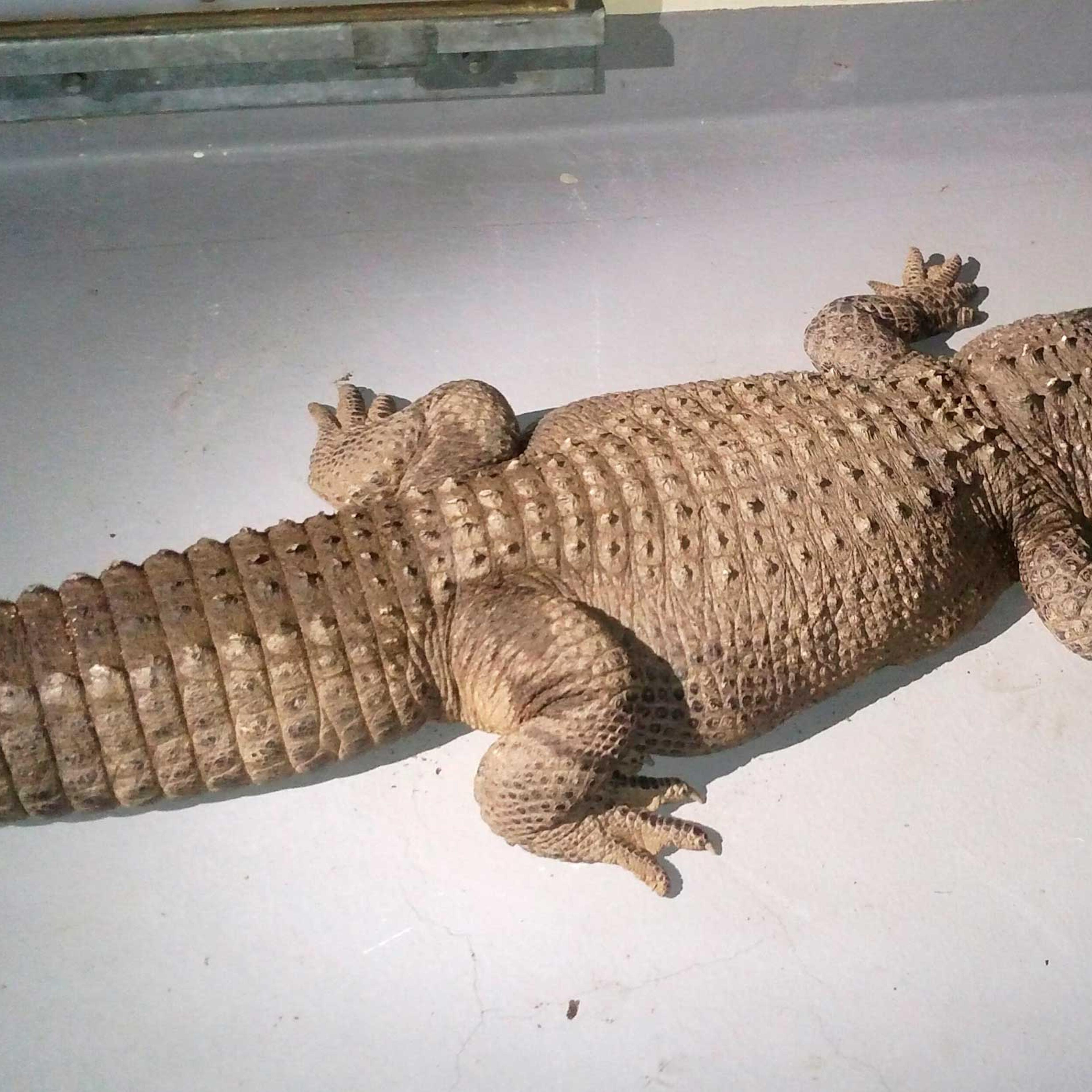 Los Angeles Alligator