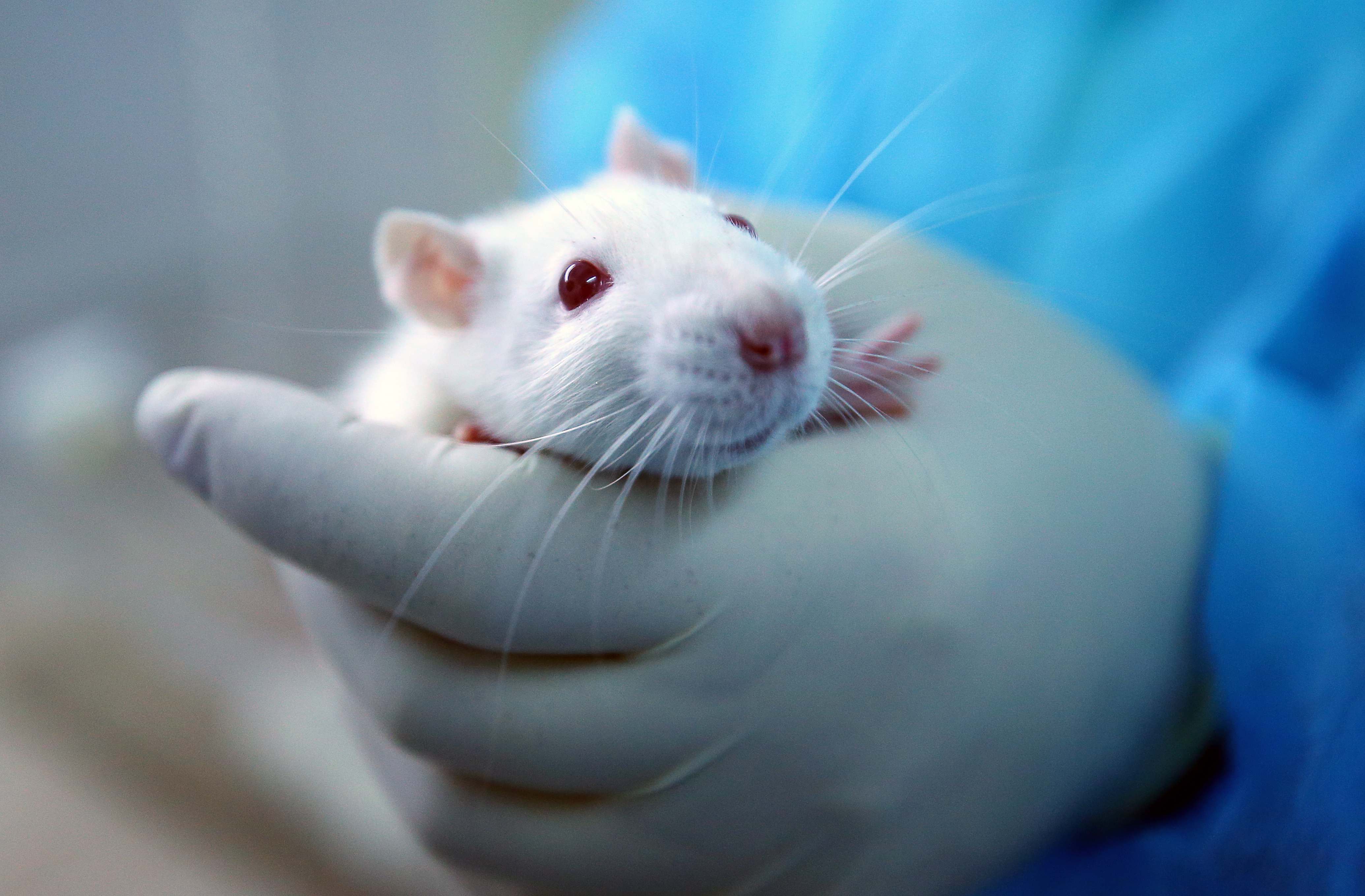 Pharmaceutical research and production in St Petersburg, Russia
