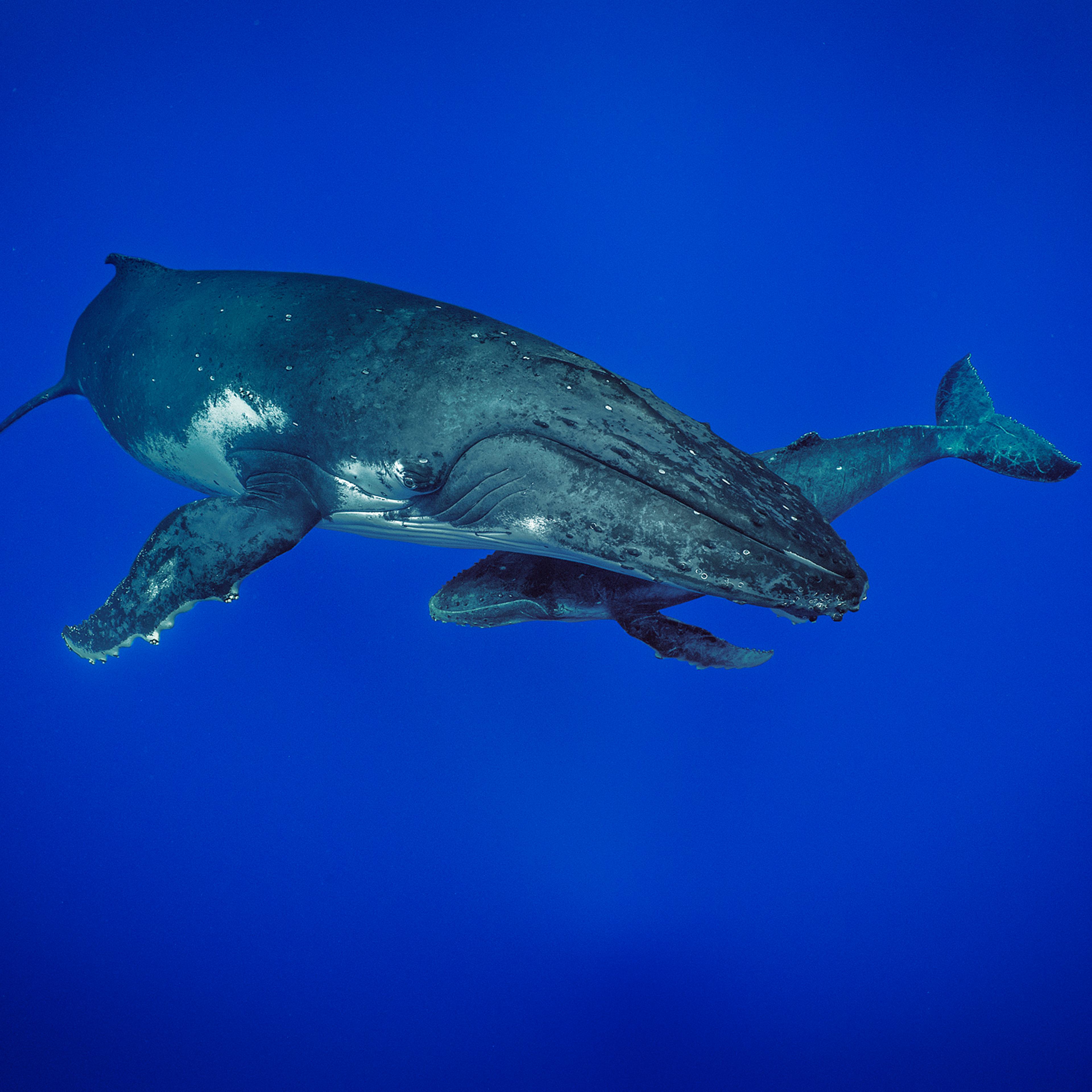 A mother Humpback Whale with her calf